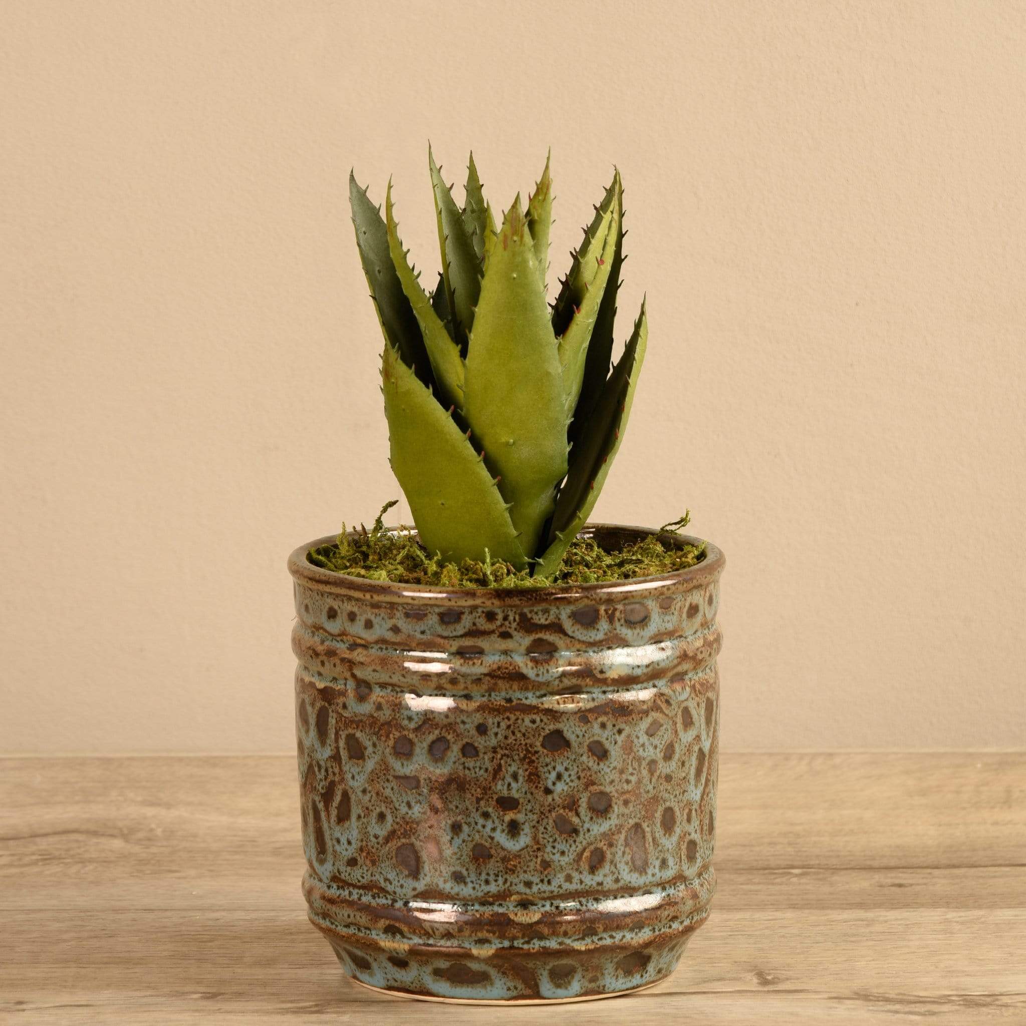Potted Aloe - Image 2