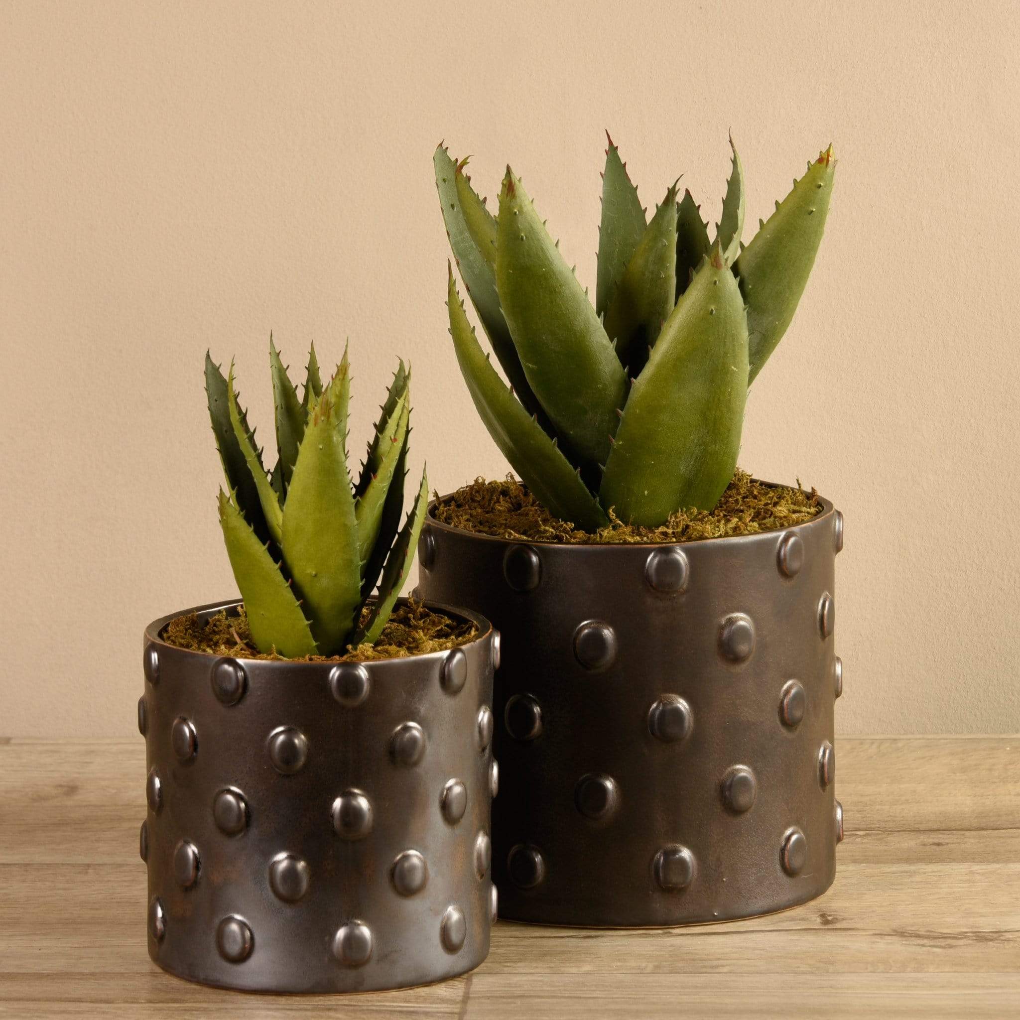 Potted Aloe