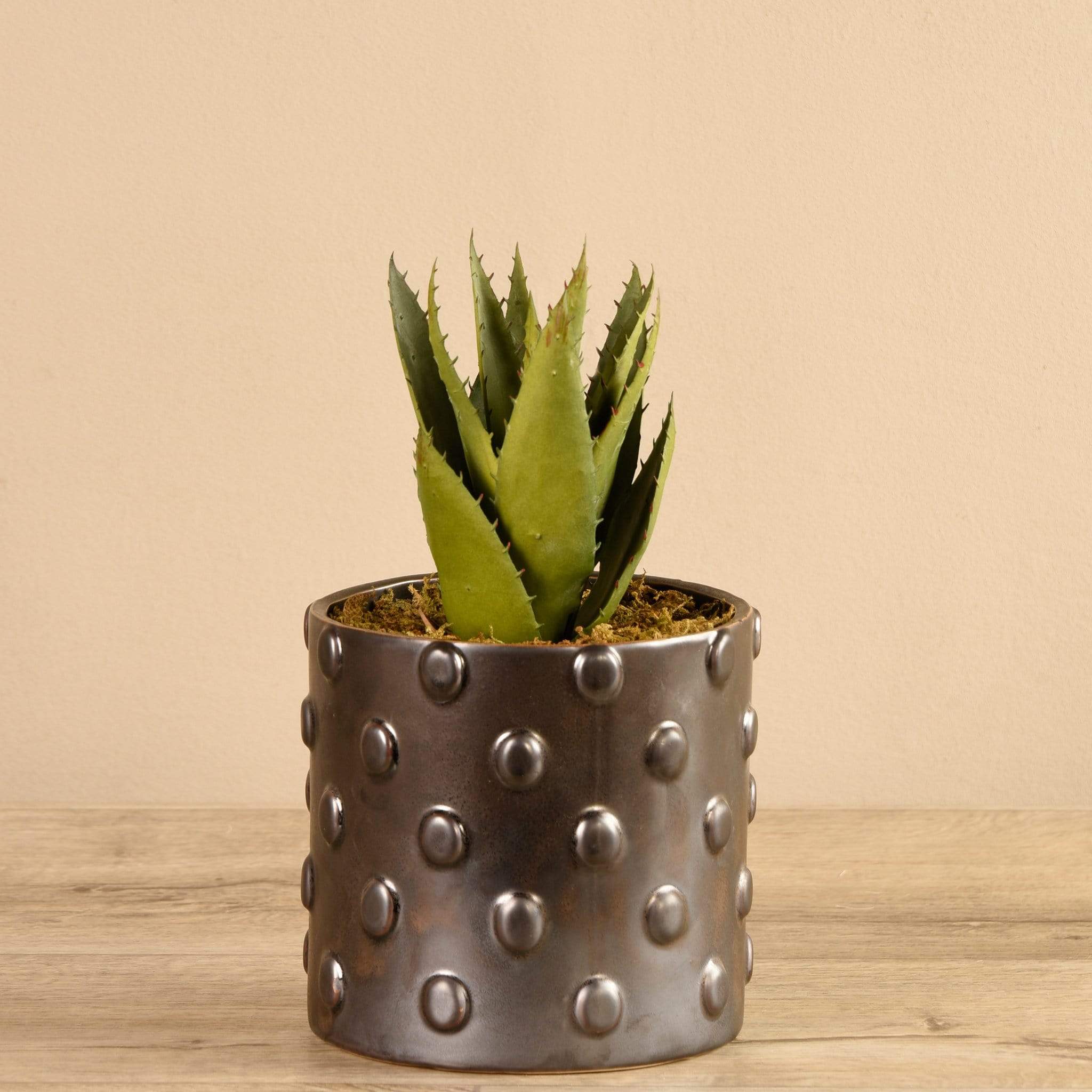 Potted Aloe - Image 2