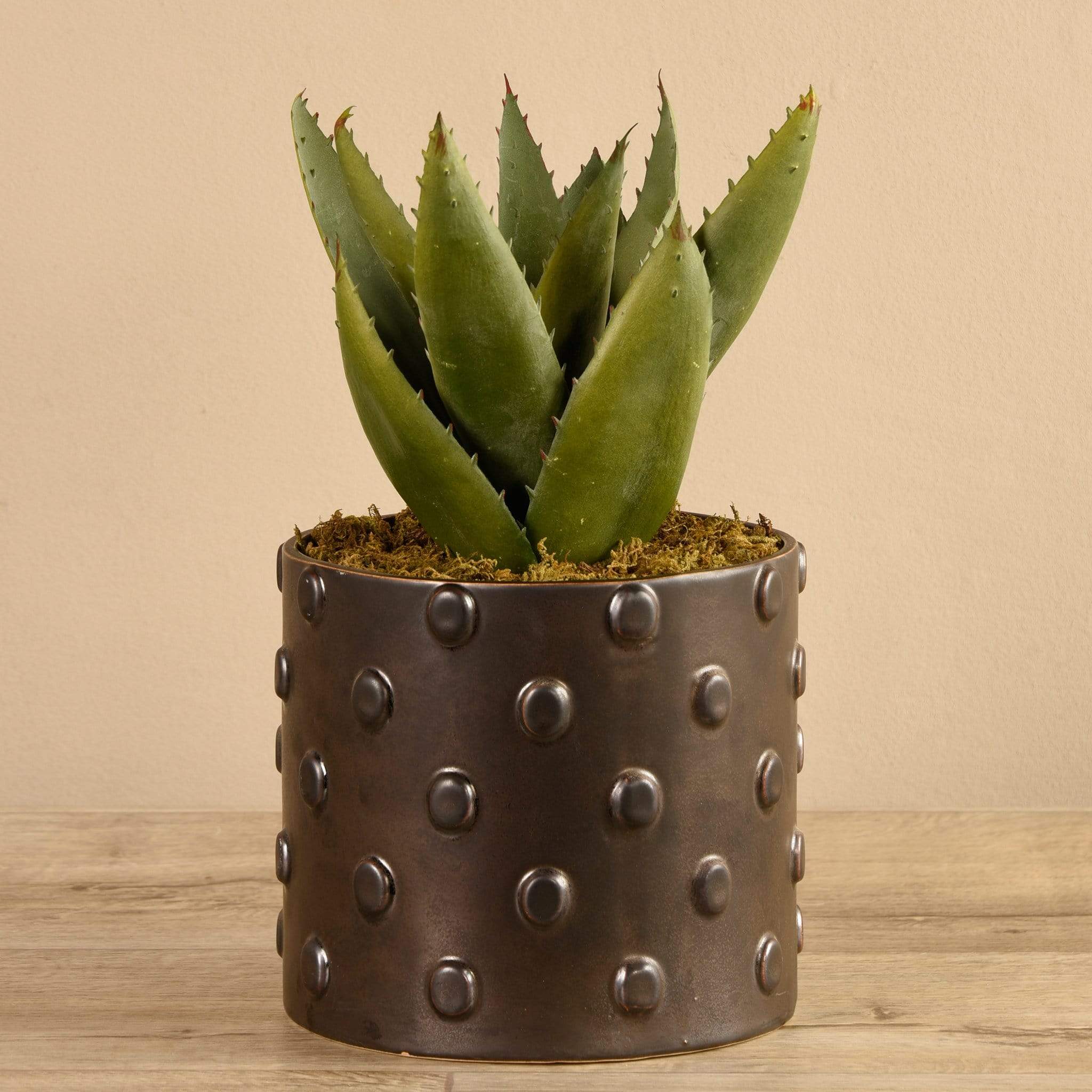 Potted Aloe - Image 3