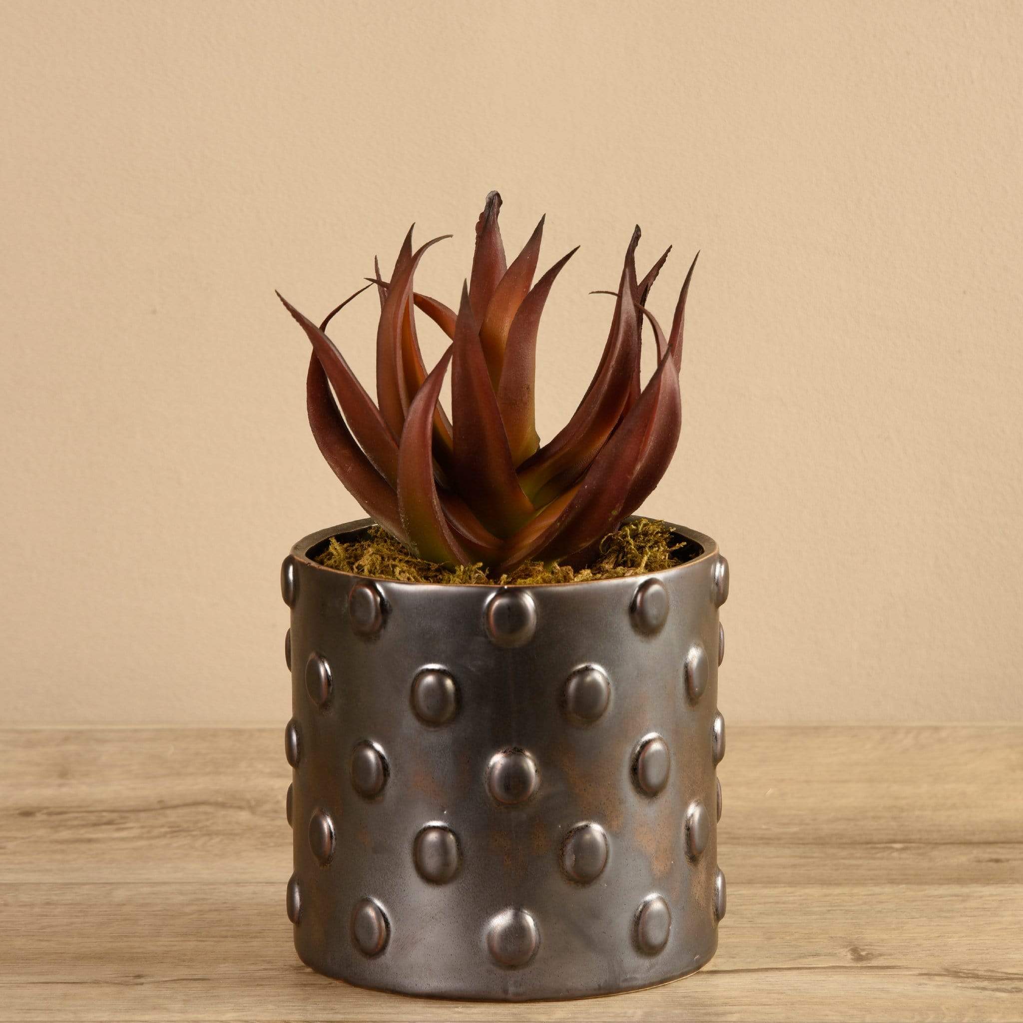 Potted Aloe