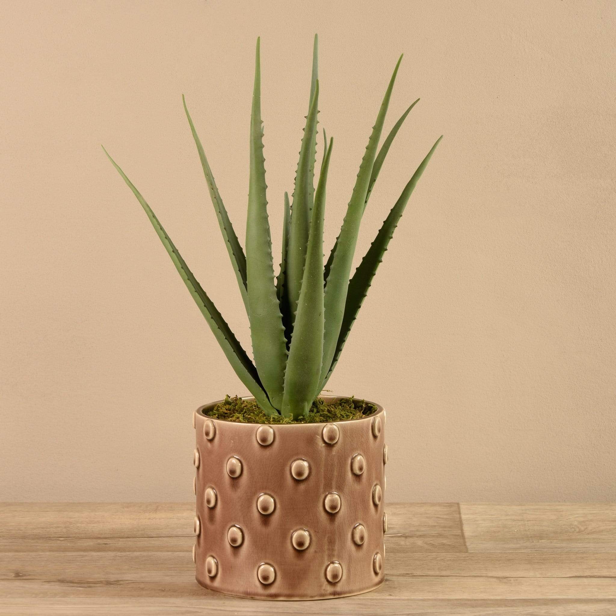 Potted Aloe - Image 3
