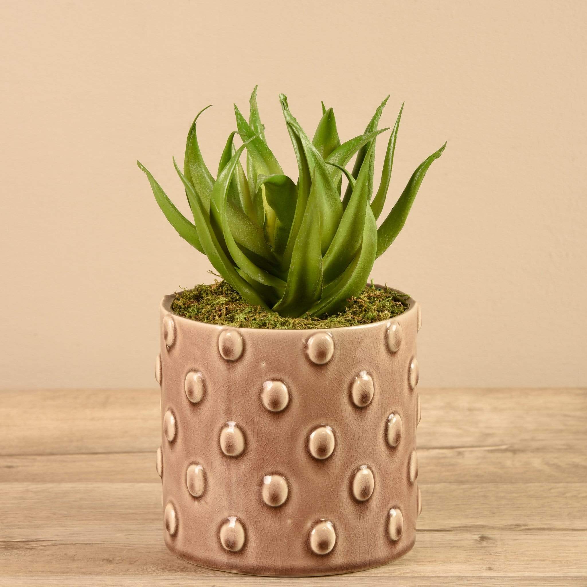Potted Aloe