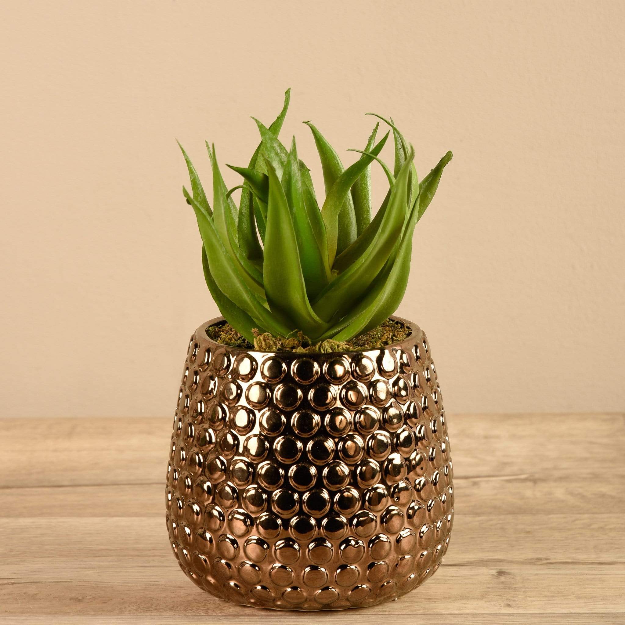 Potted Aloe