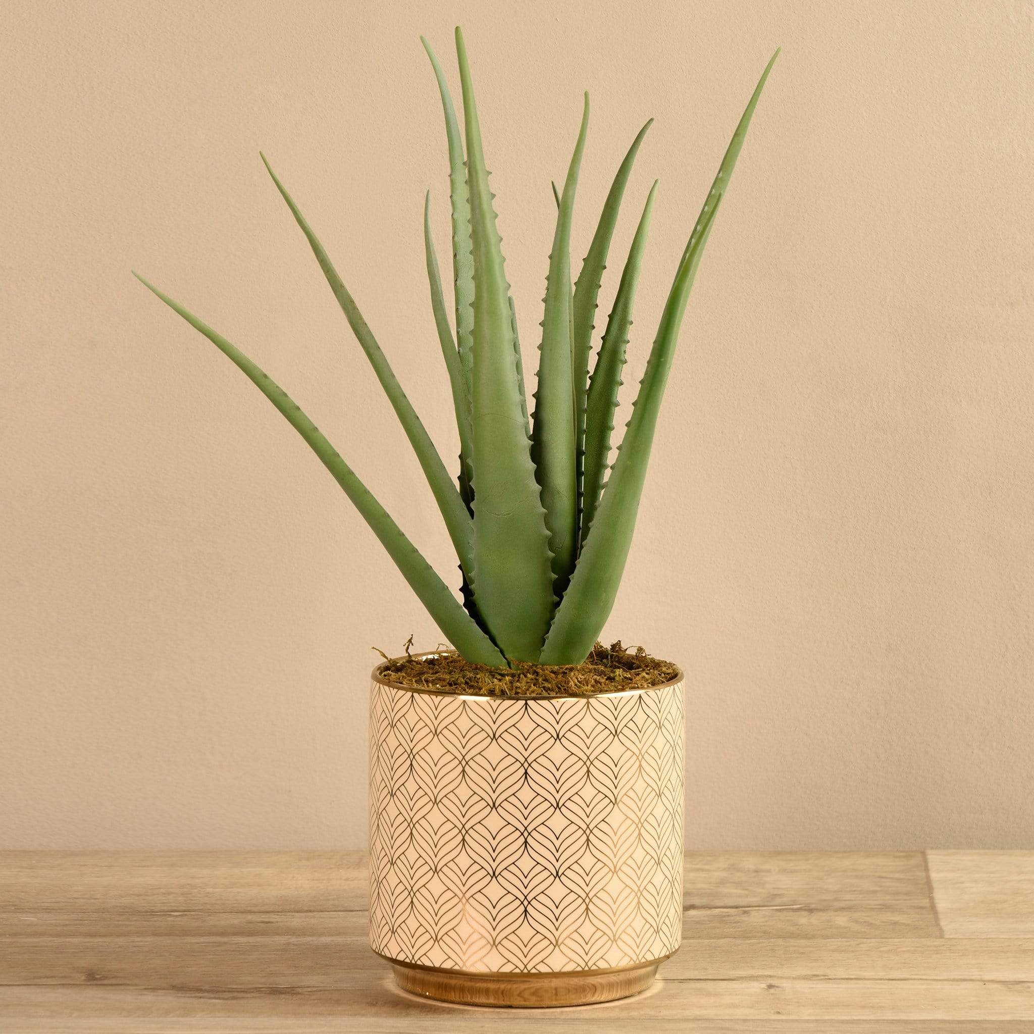Potted Aloe - Image 3