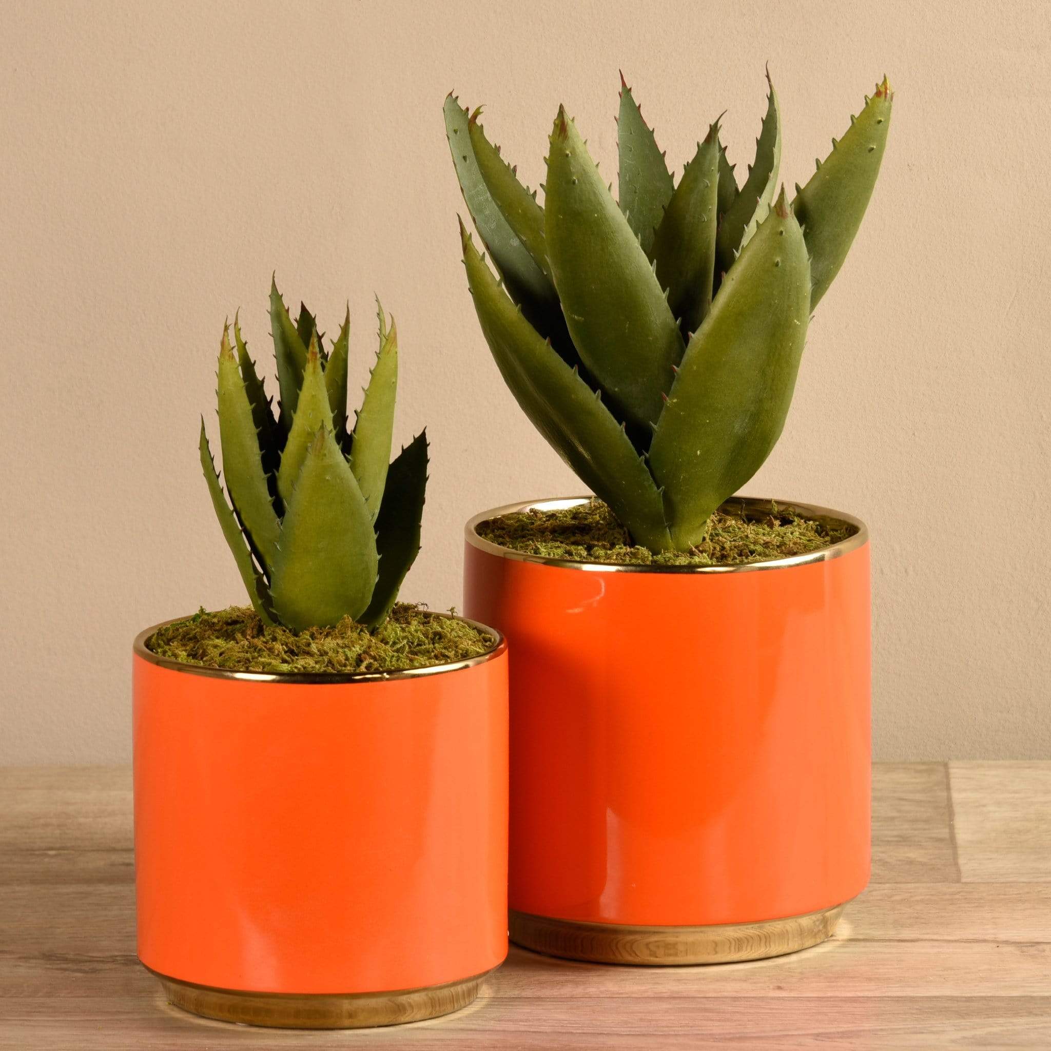 Potted Aloe