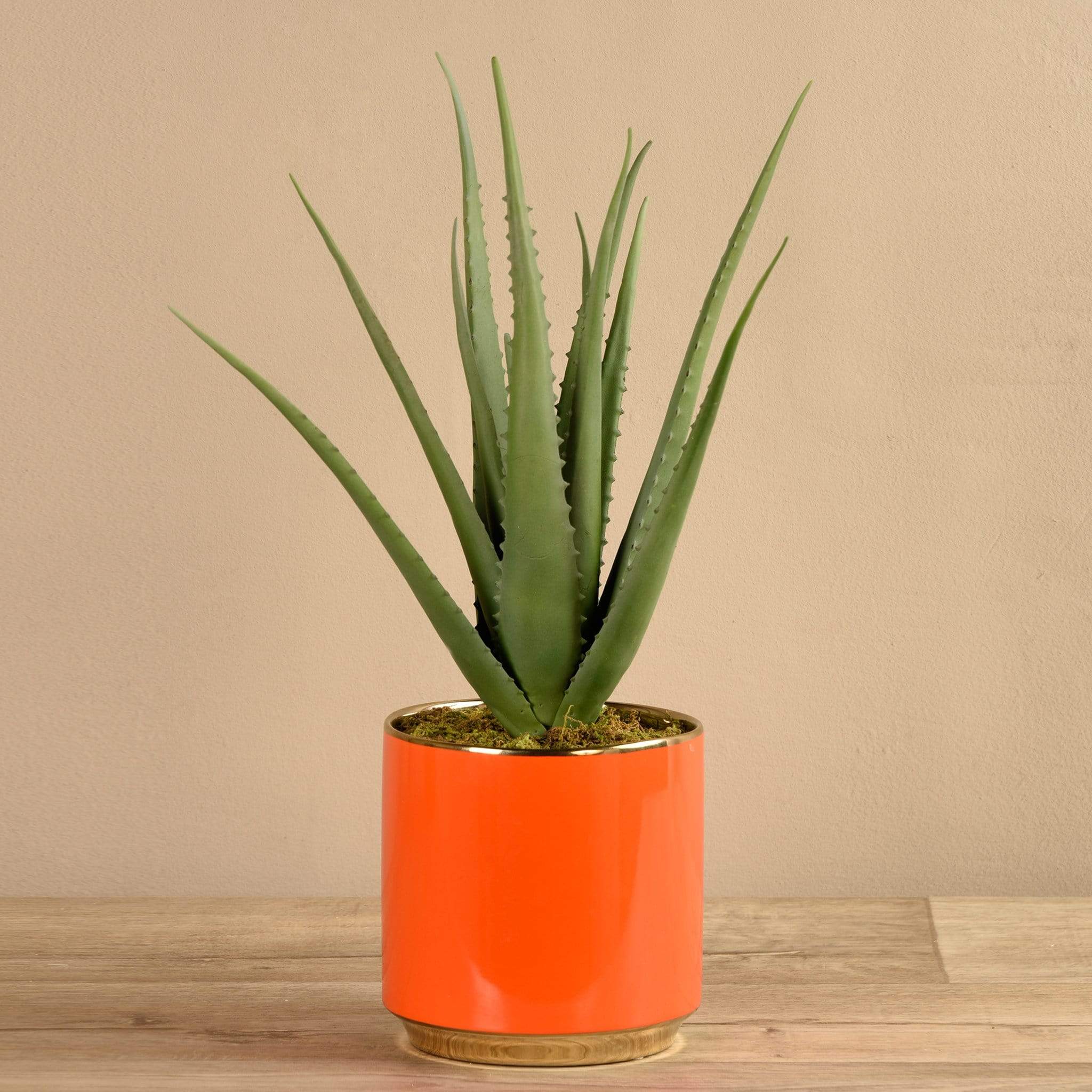 Potted Aloe - Image 3