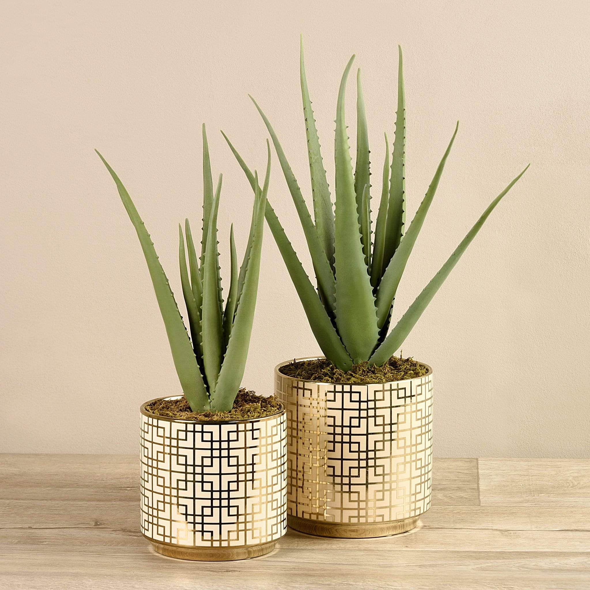 Potted Aloe