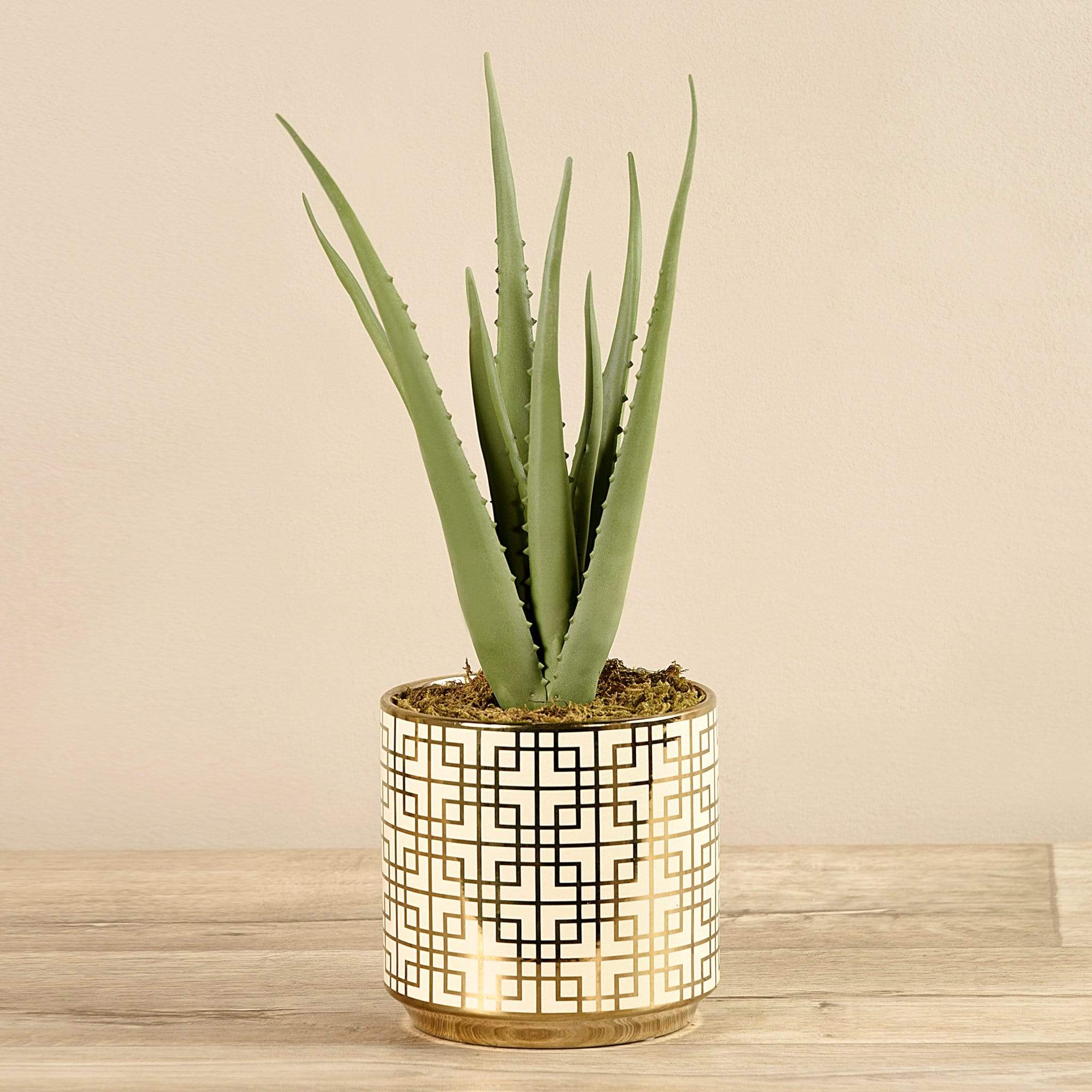 Potted Aloe - Image 2