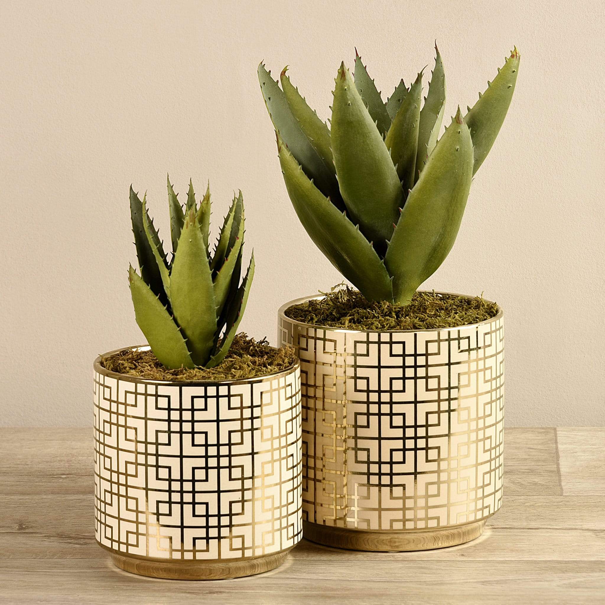 Potted Aloe