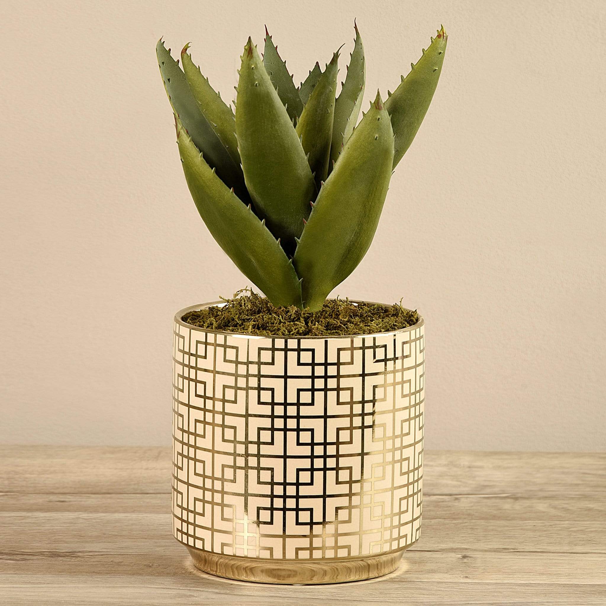Potted Aloe - Image 3
