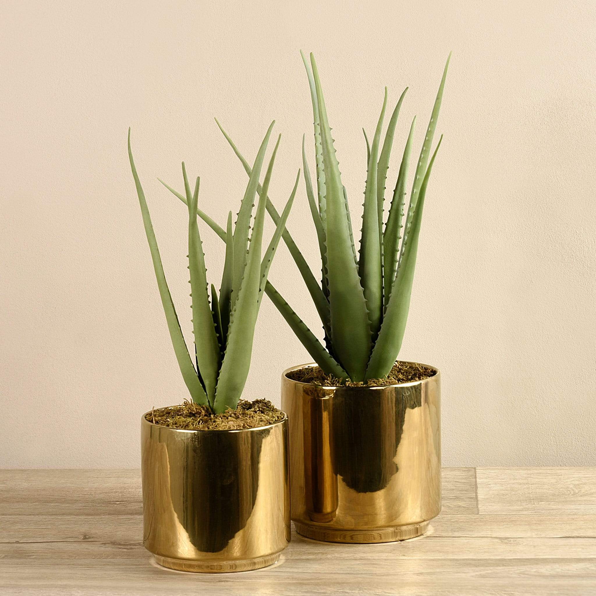 Potted Aloe