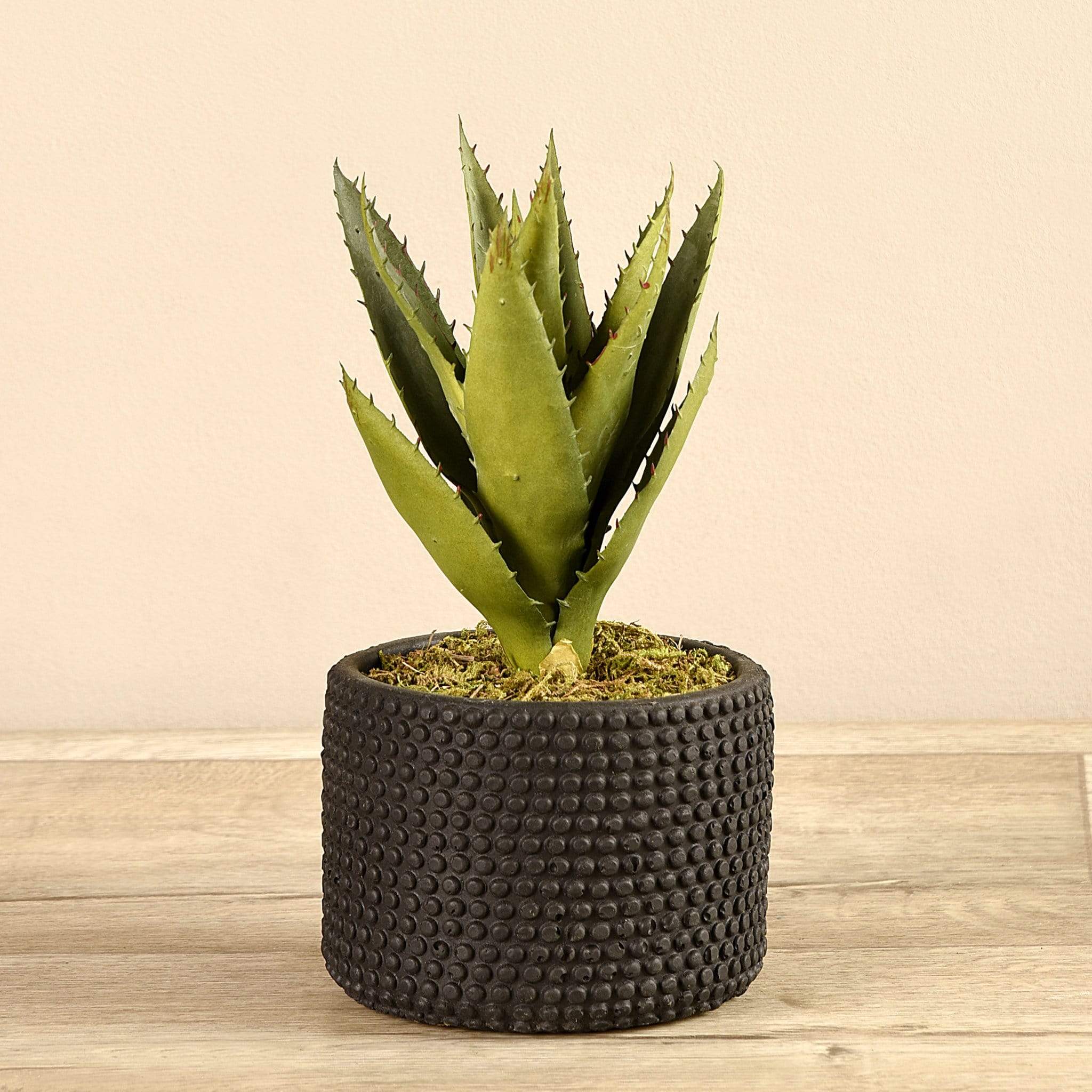 Potted Aloe - Image 2