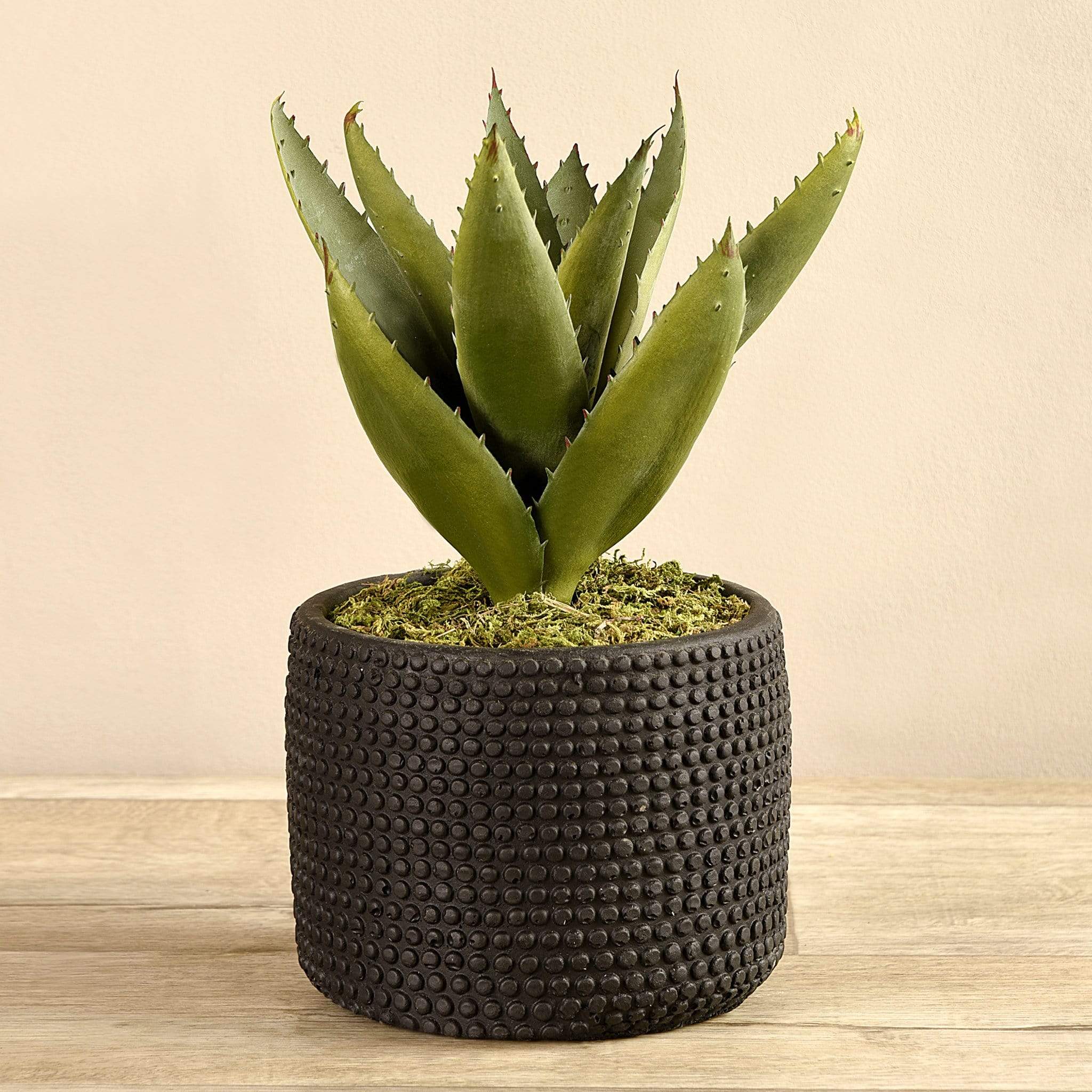 Potted Aloe - Image 3