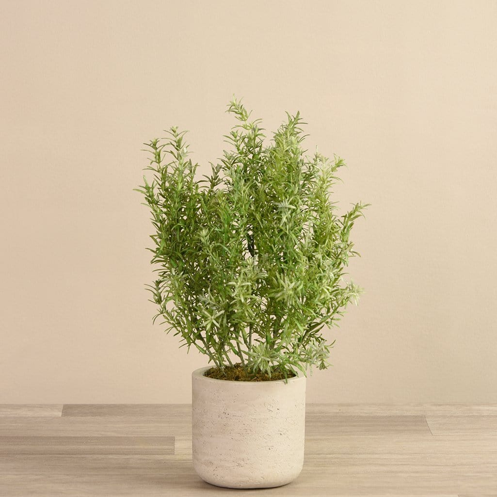 Potted Asparagus - Image 2