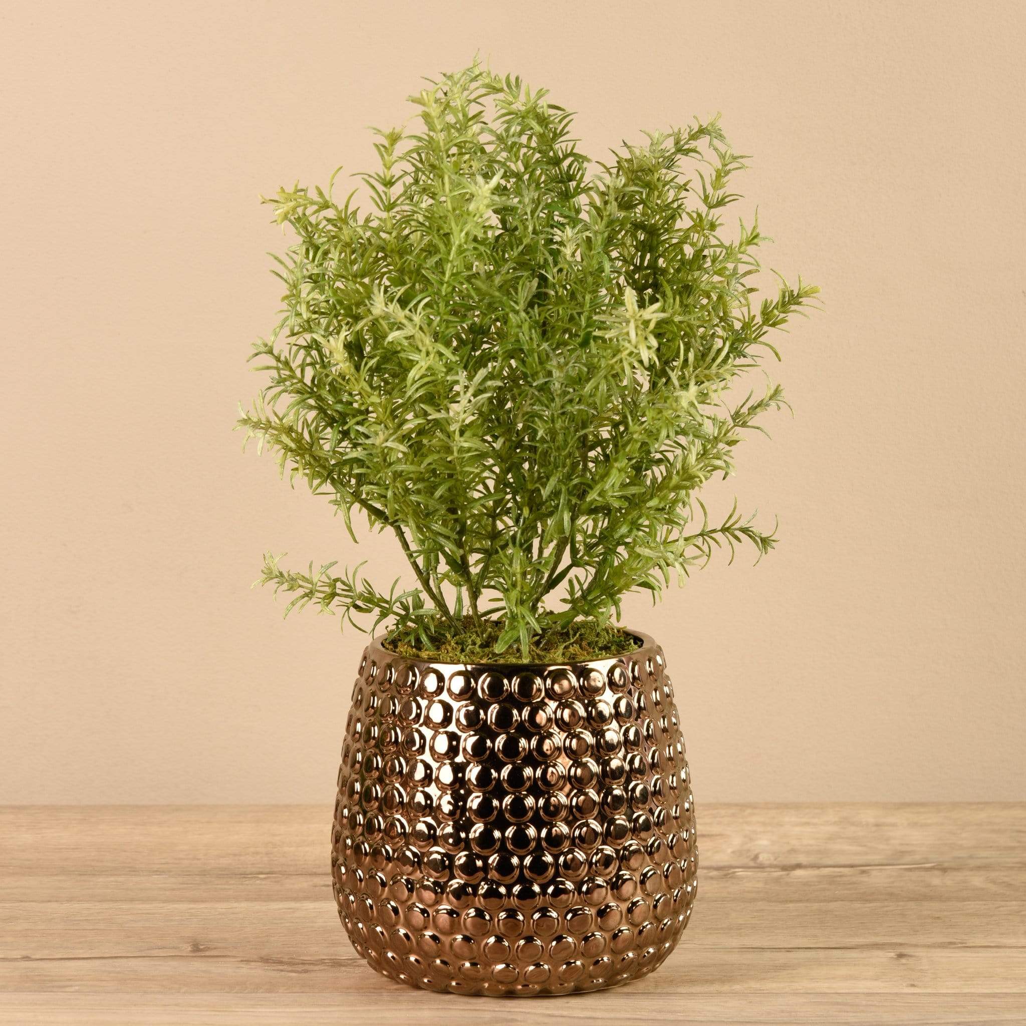 Potted Asparagus