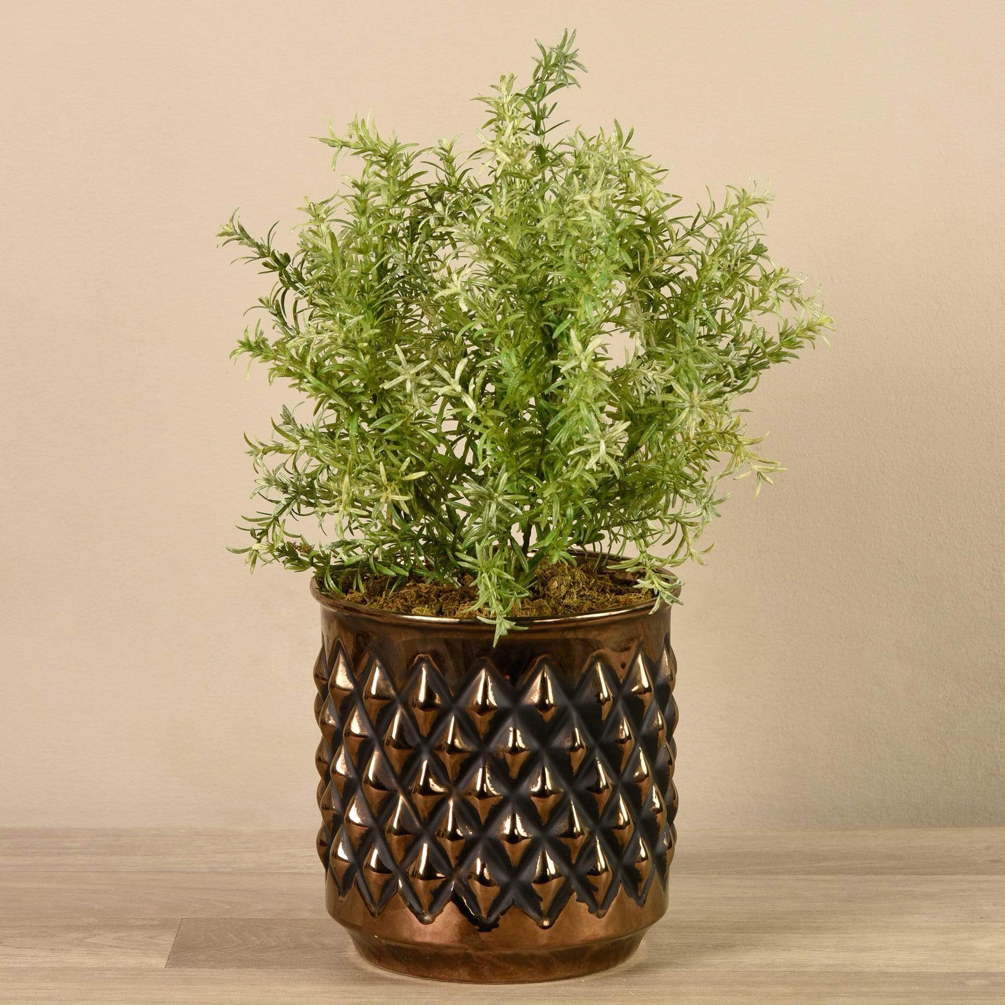 Potted Asparagus