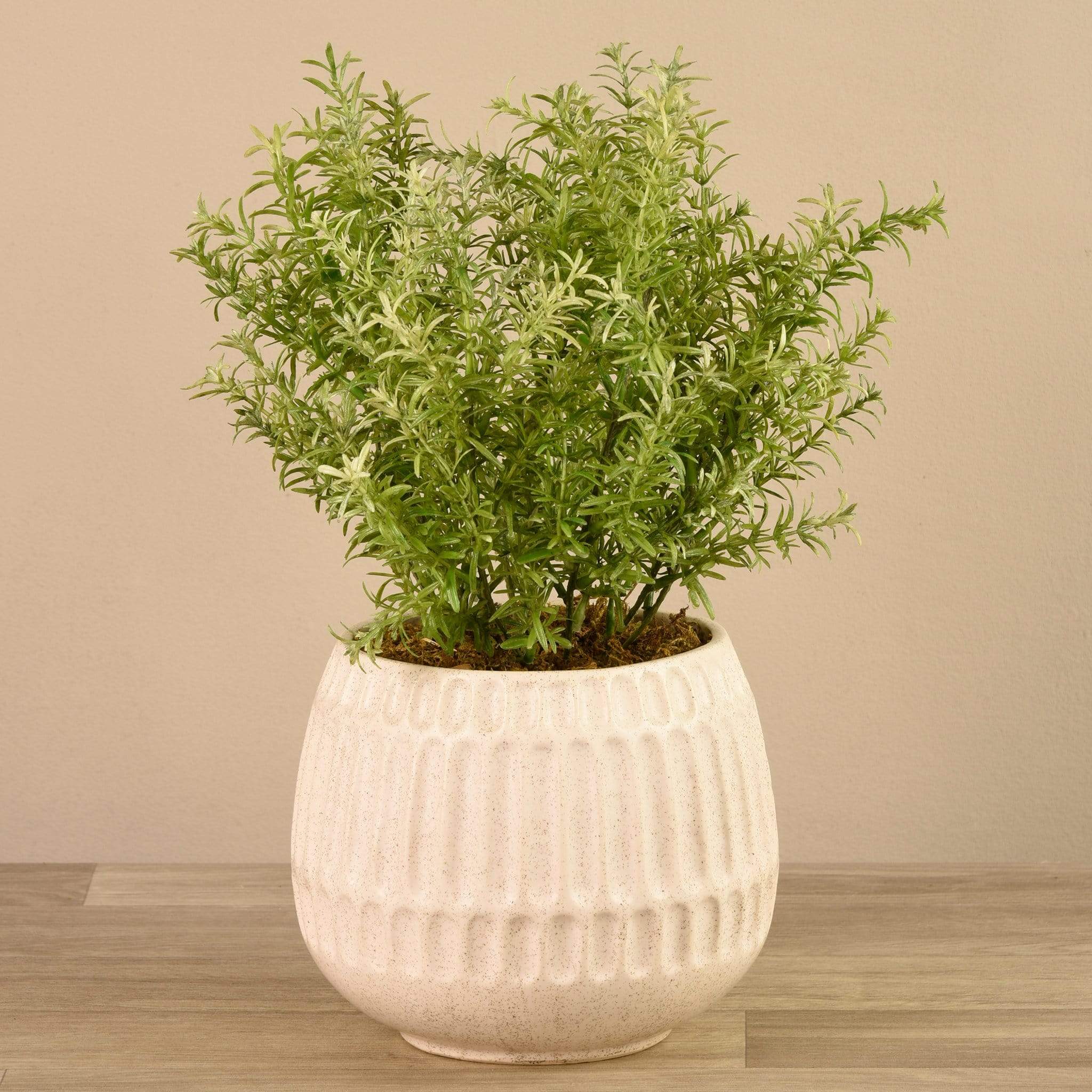 Potted Asparagus