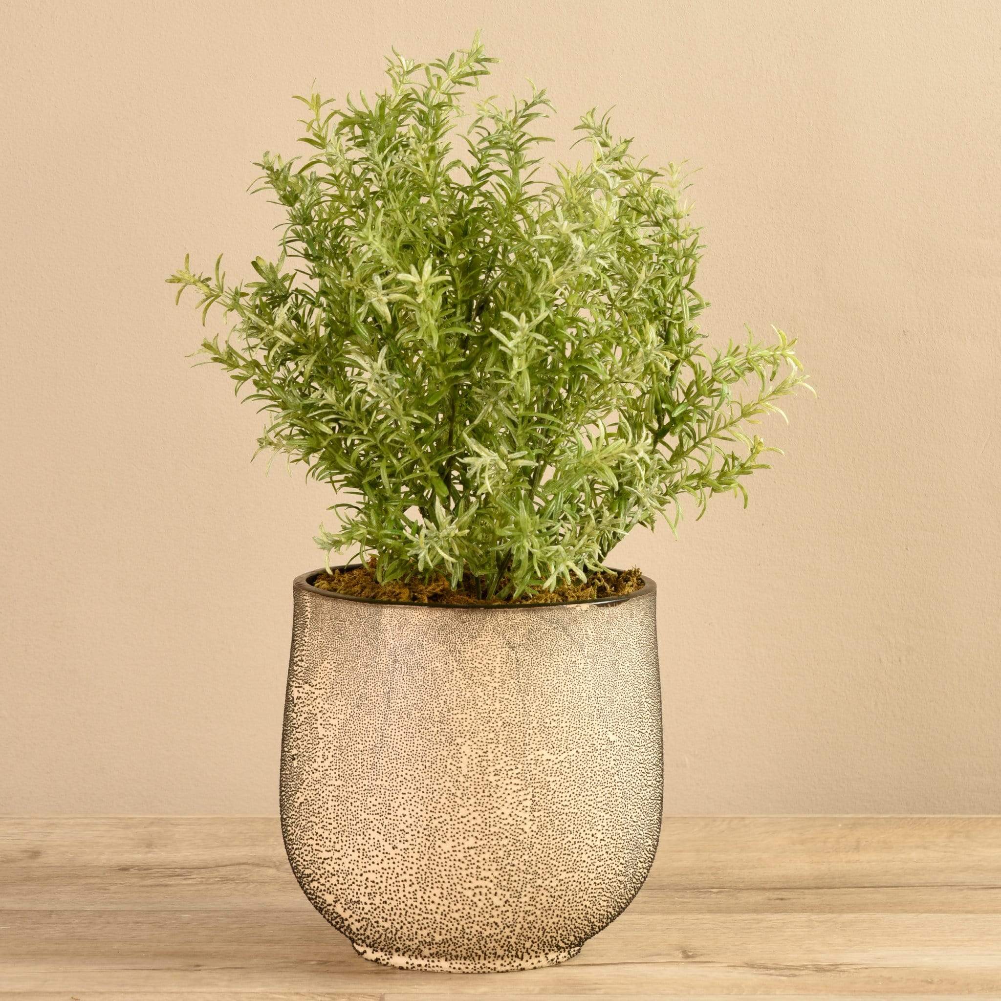 Potted Asparagus