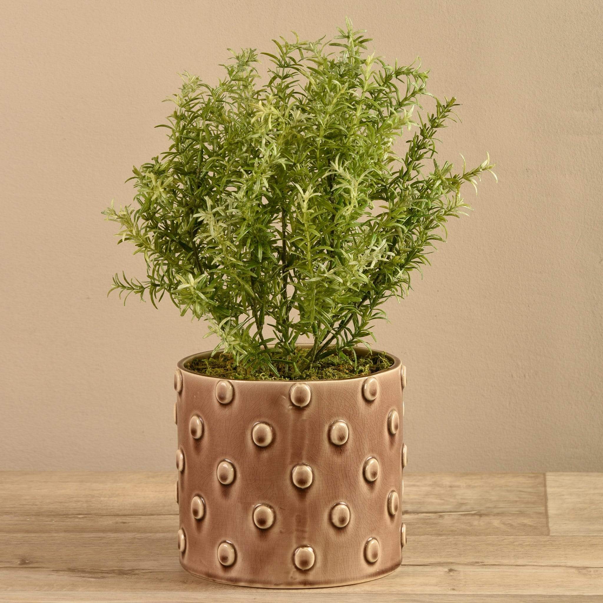 Potted Asparagus