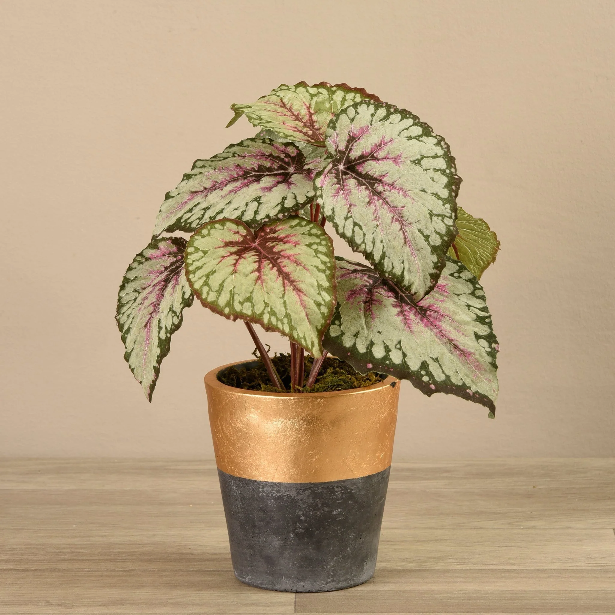 Potted Begonia - Image 2