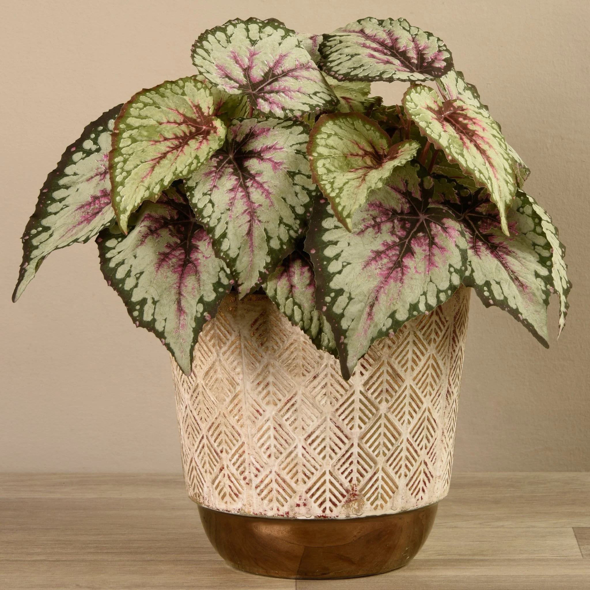 Potted Begonia