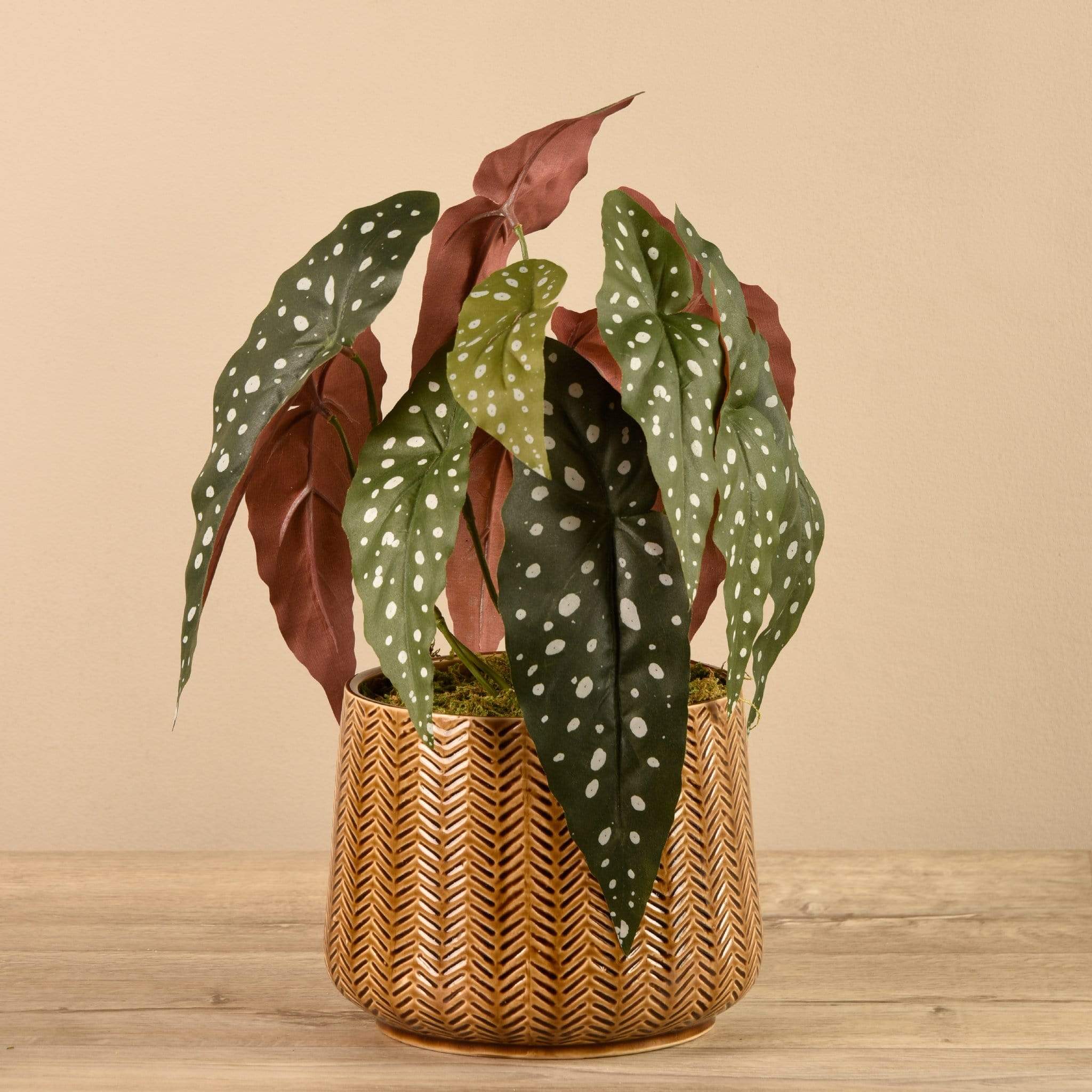 Potted Begonia Maculata
