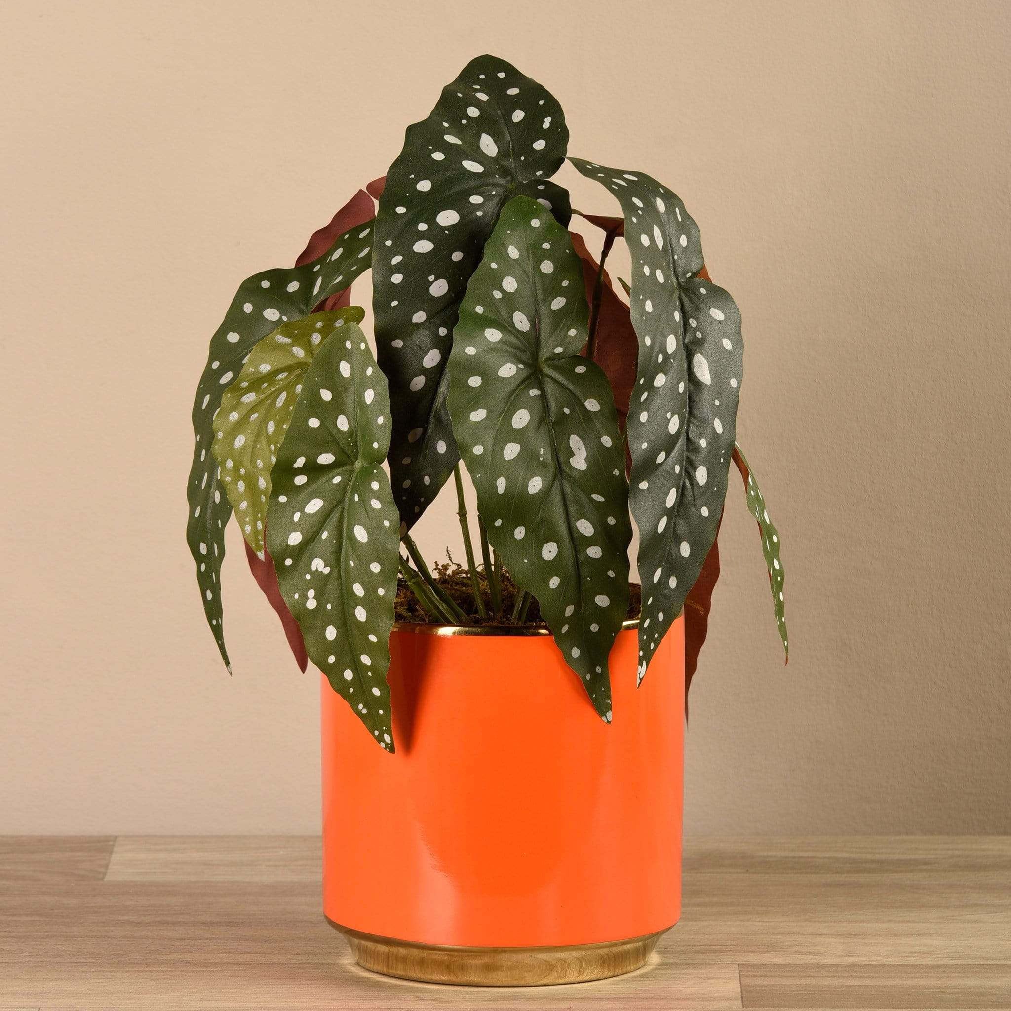 Potted Begonia Maculata