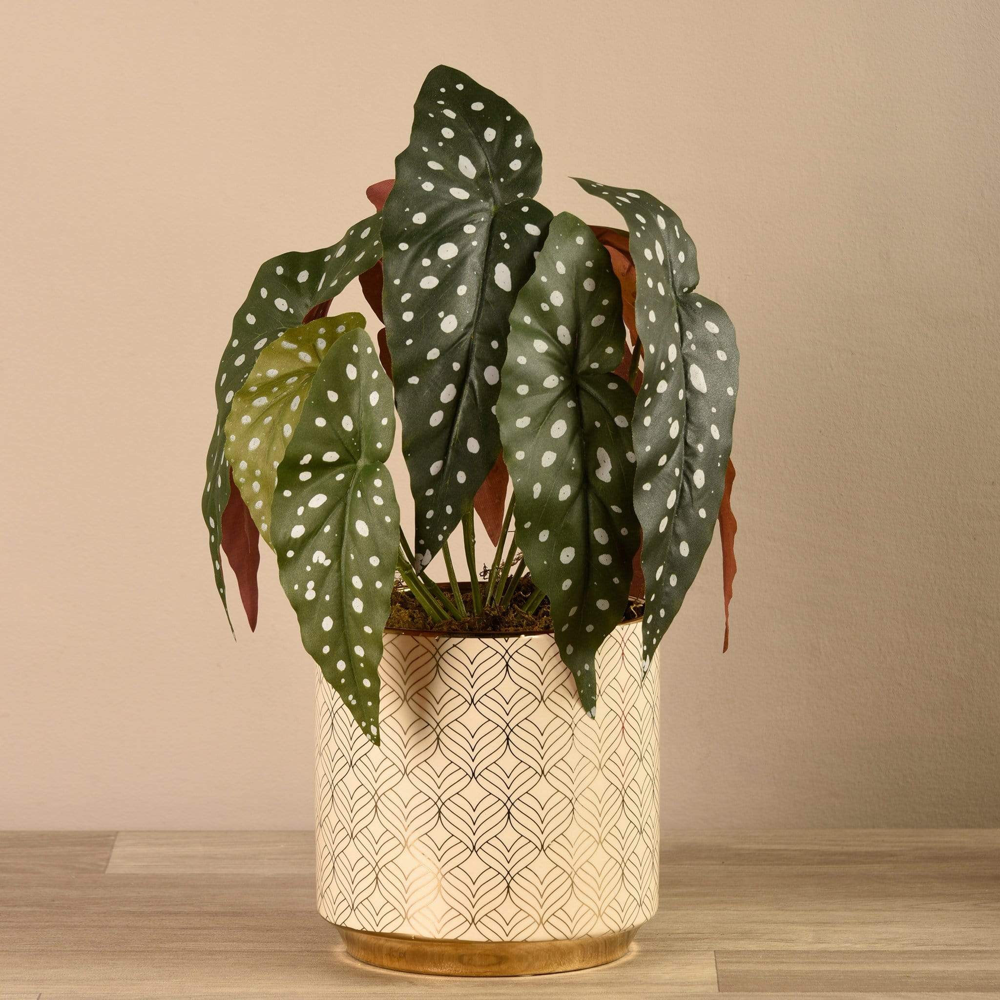 Potted Begonia Maculata