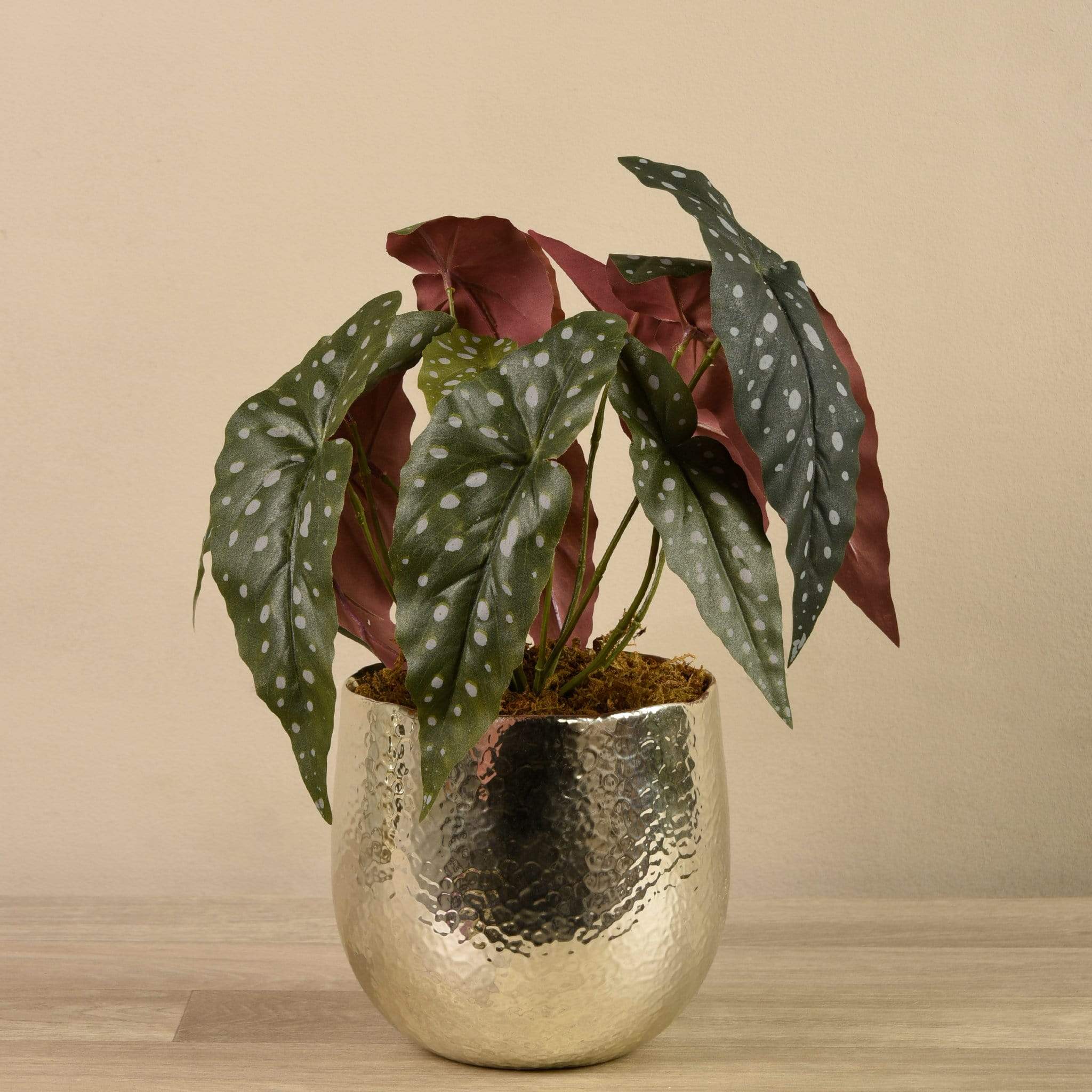 Potted Begonia Maculata