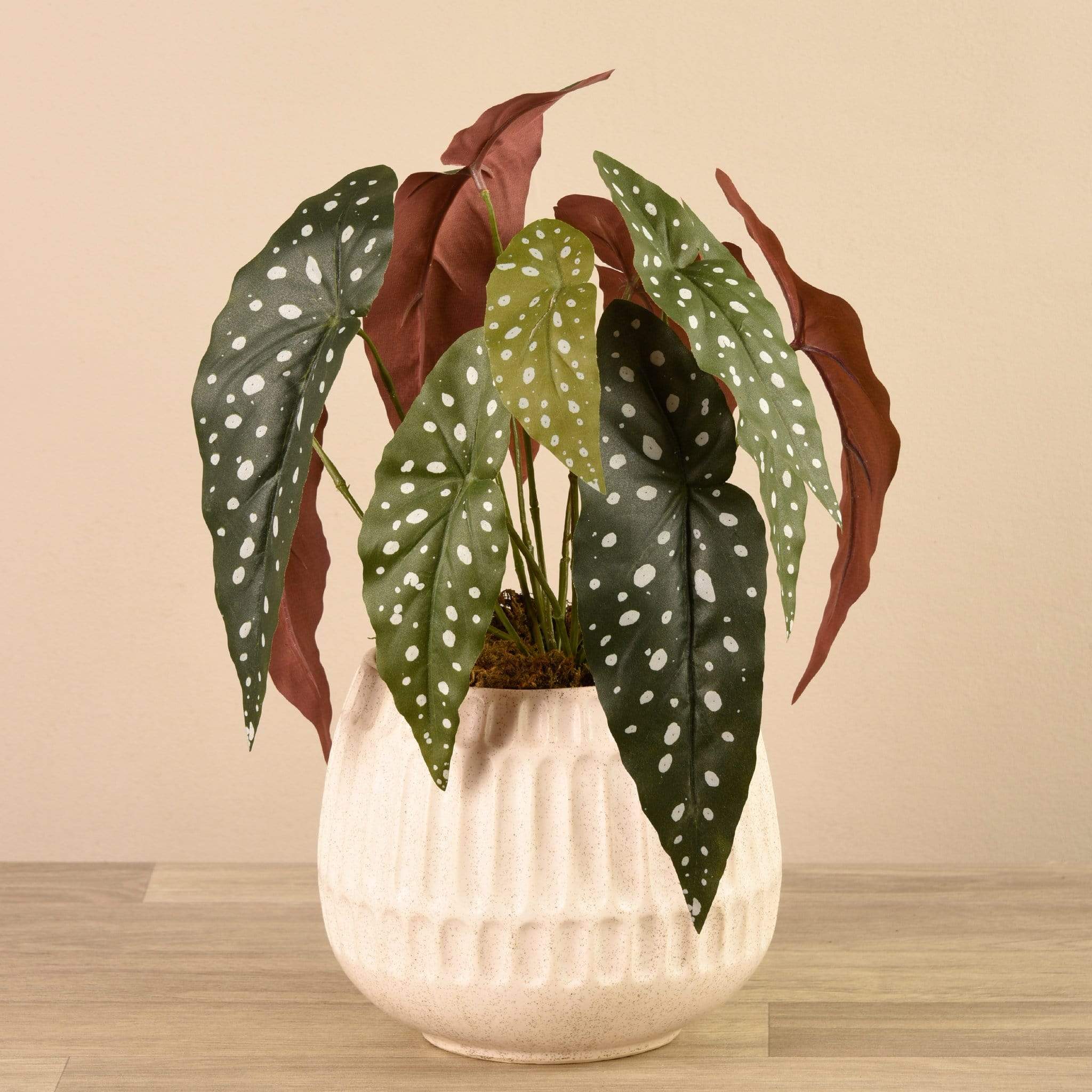 Potted Begonia Maculata