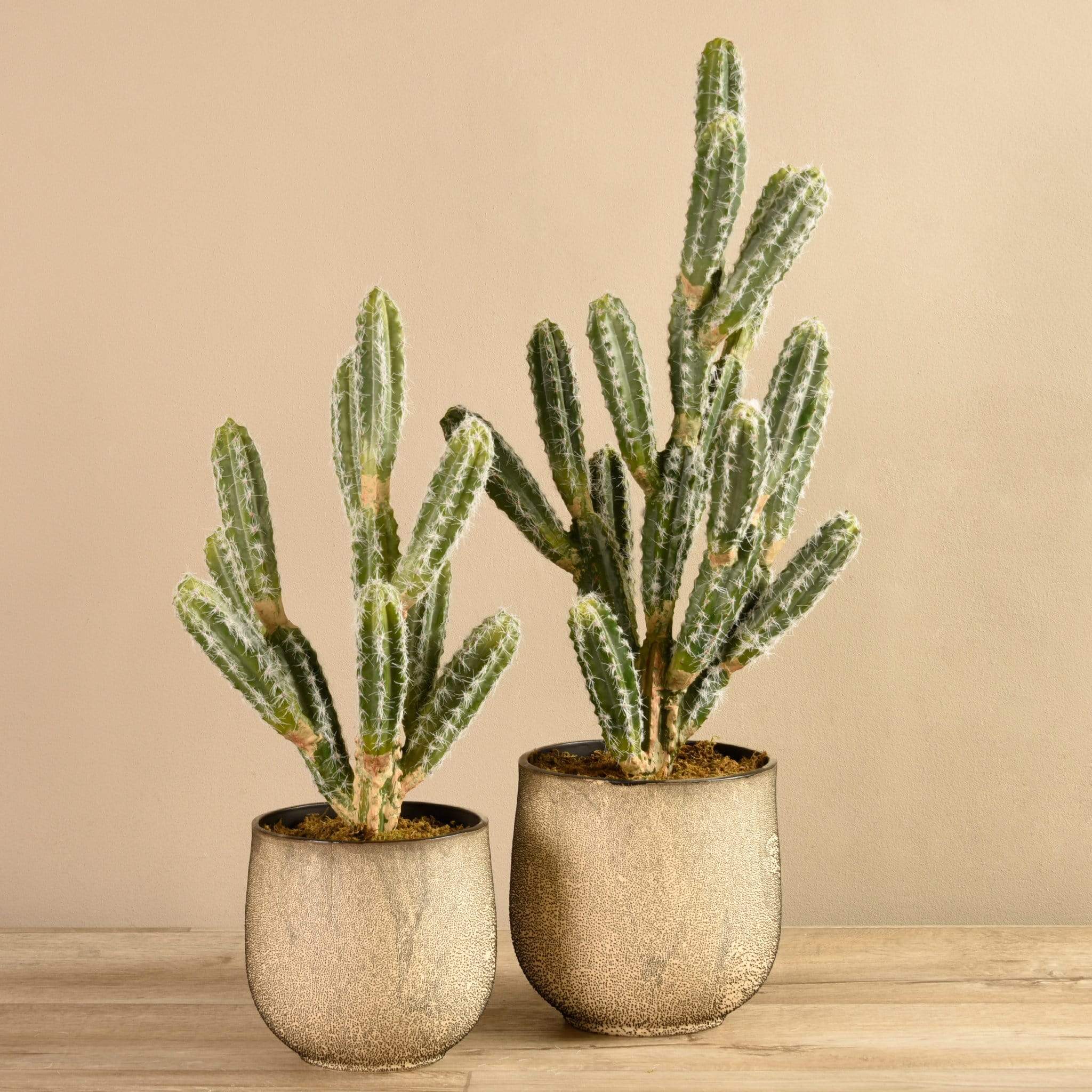 Potted Cactus
