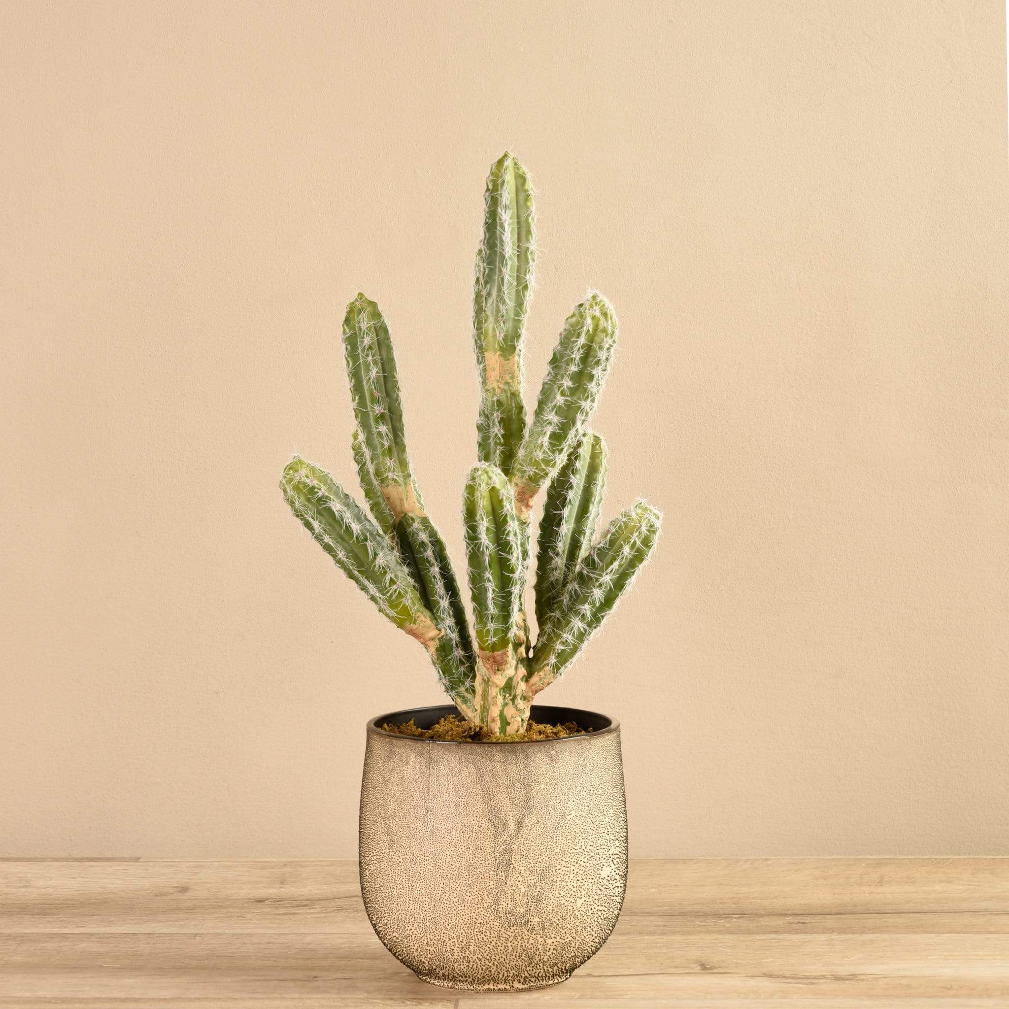 Potted Cactus - Image 2