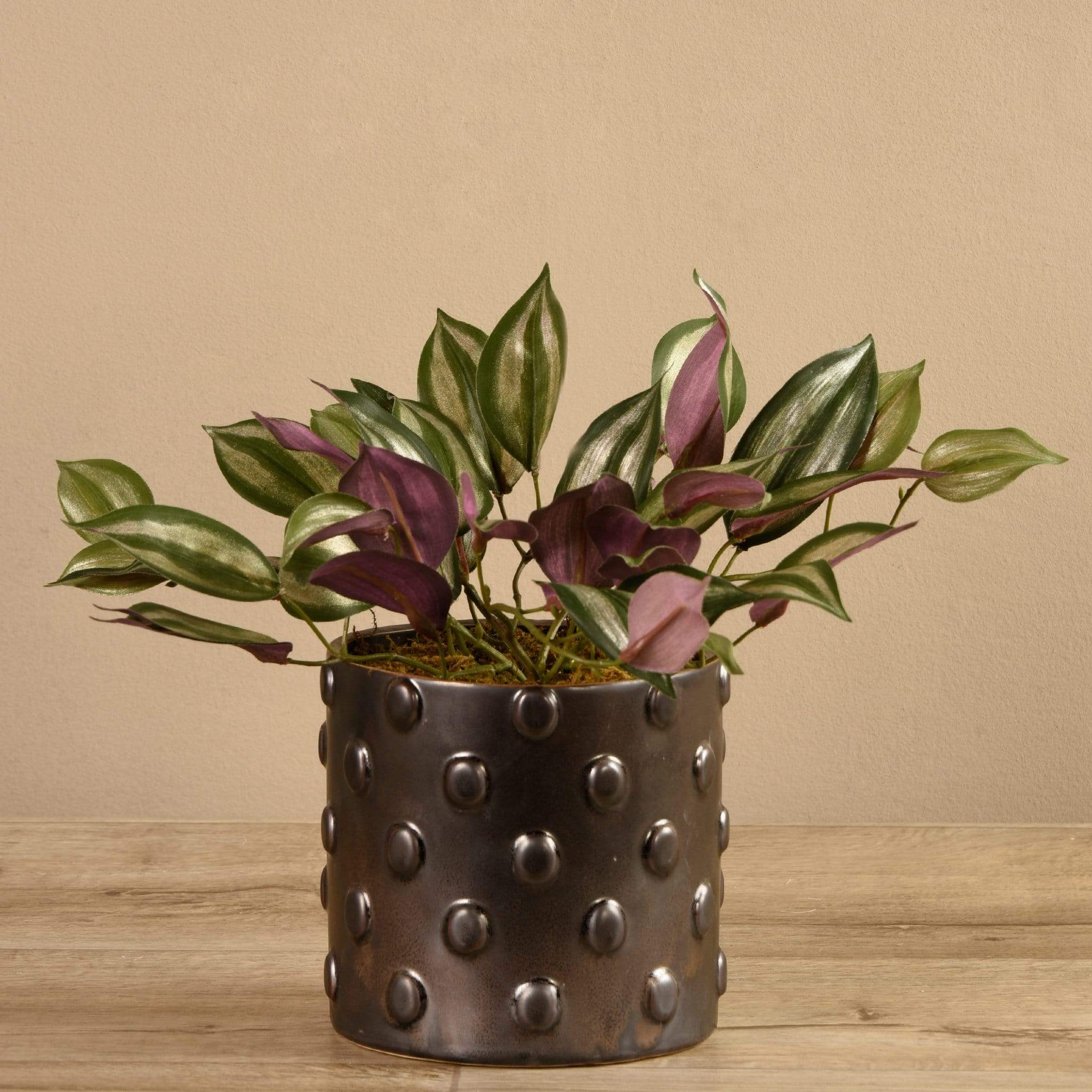 Potted Dark Vanilla Leaf - Image 2