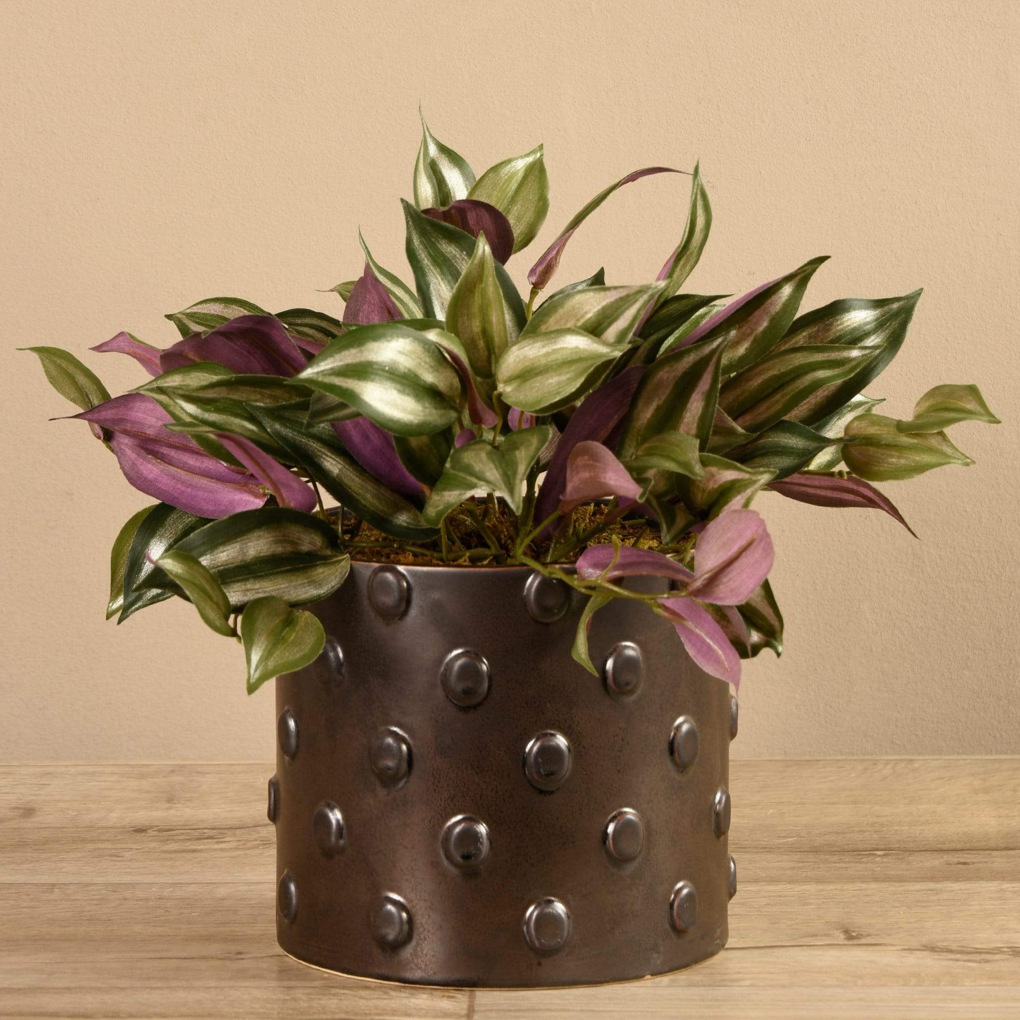 Potted Dark Vanilla Leaf - Image 3