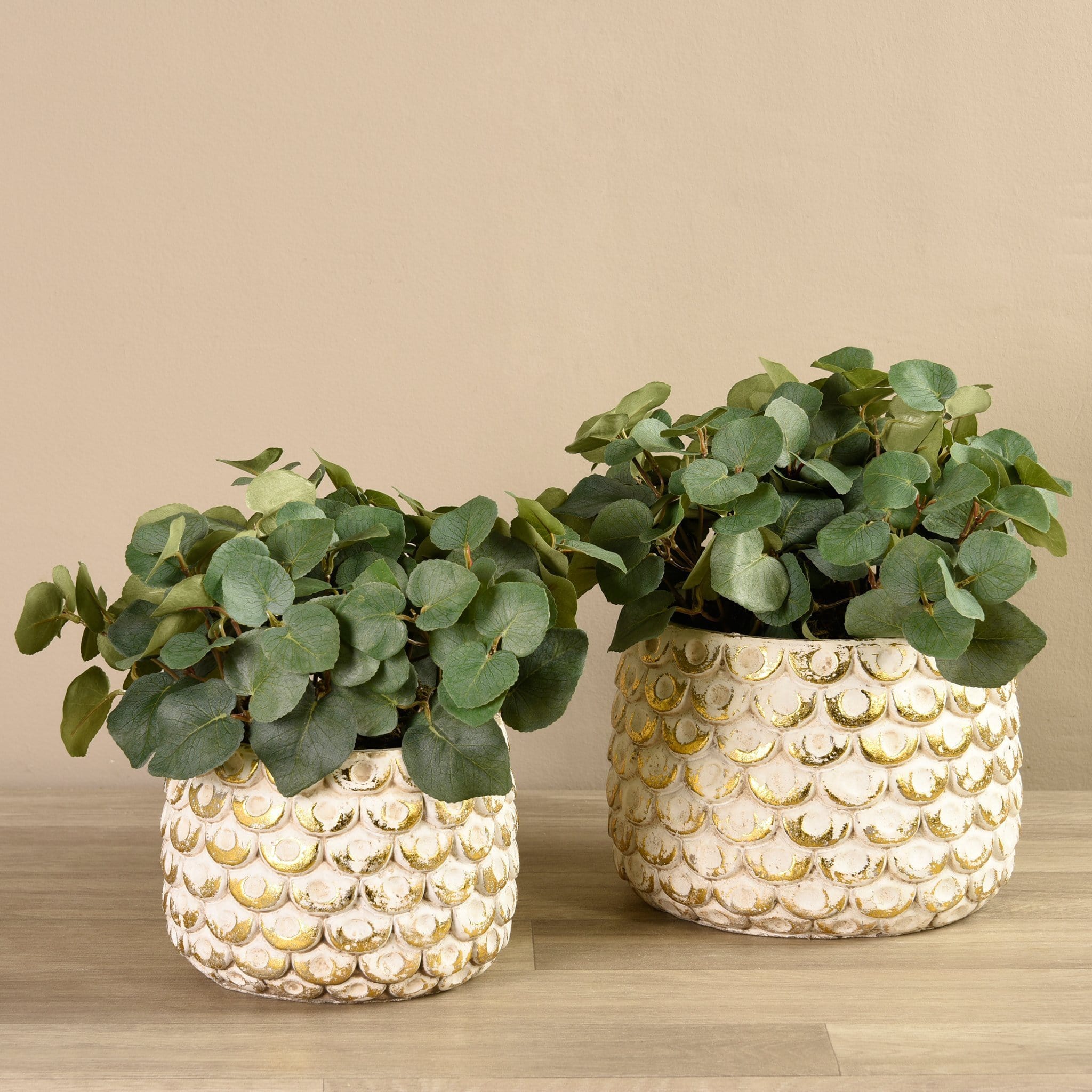Potted Eucalyptus