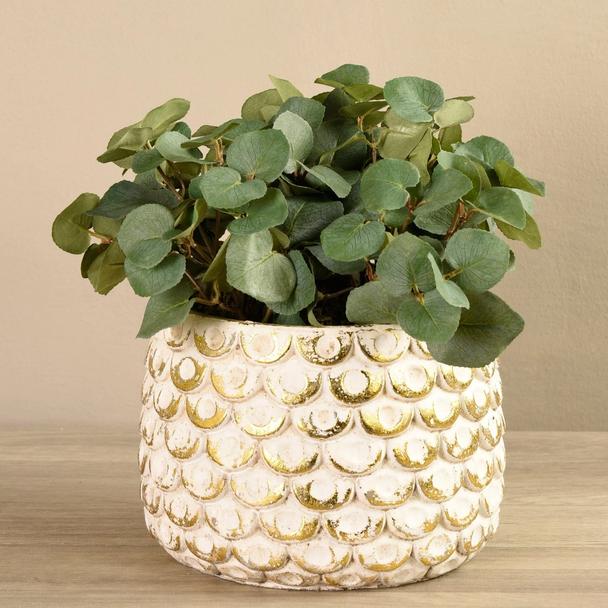 Potted Eucalyptus - Image 3
