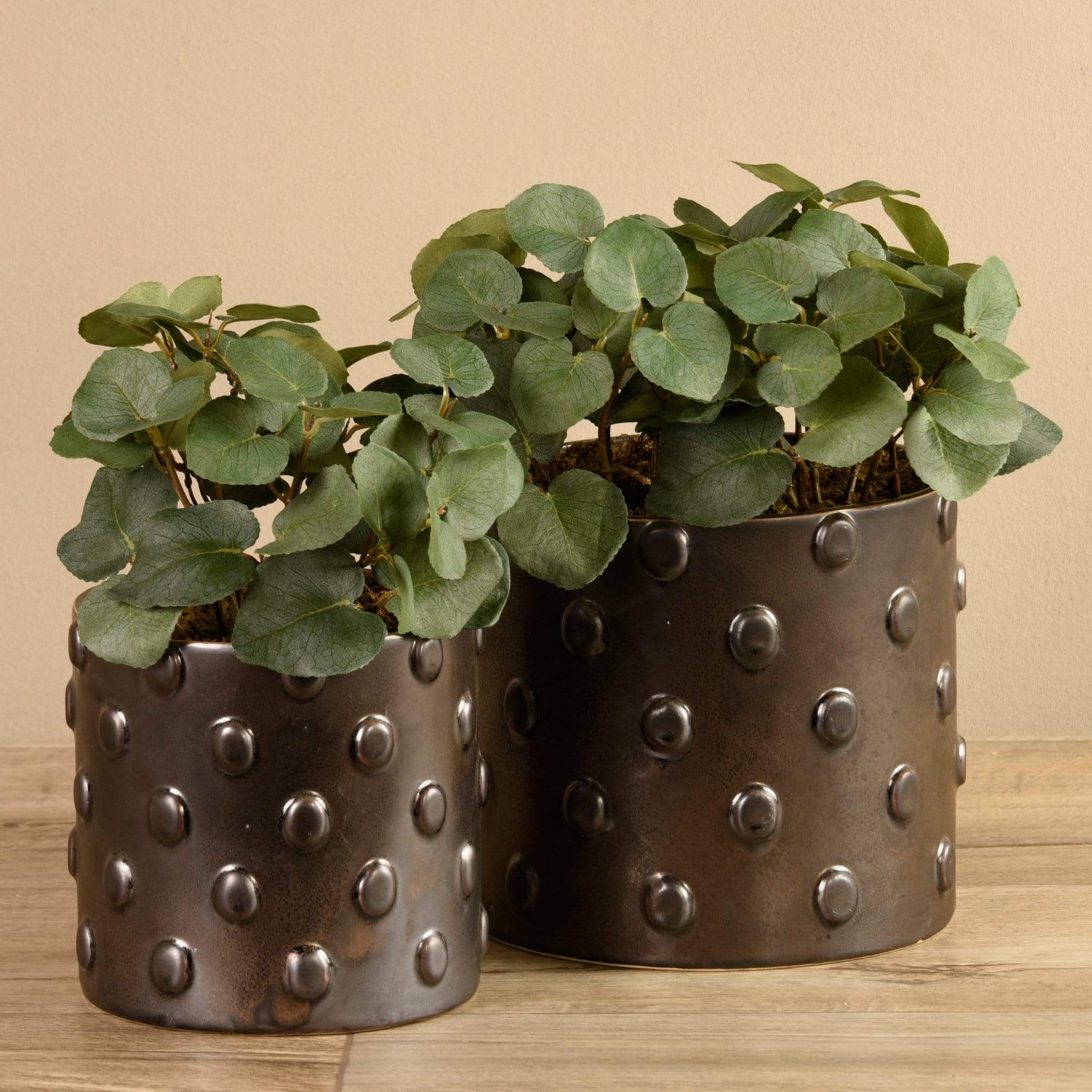 Potted Eucalyptus