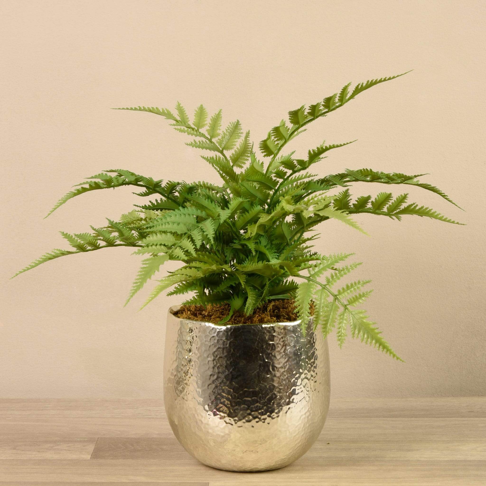 Potted Fern