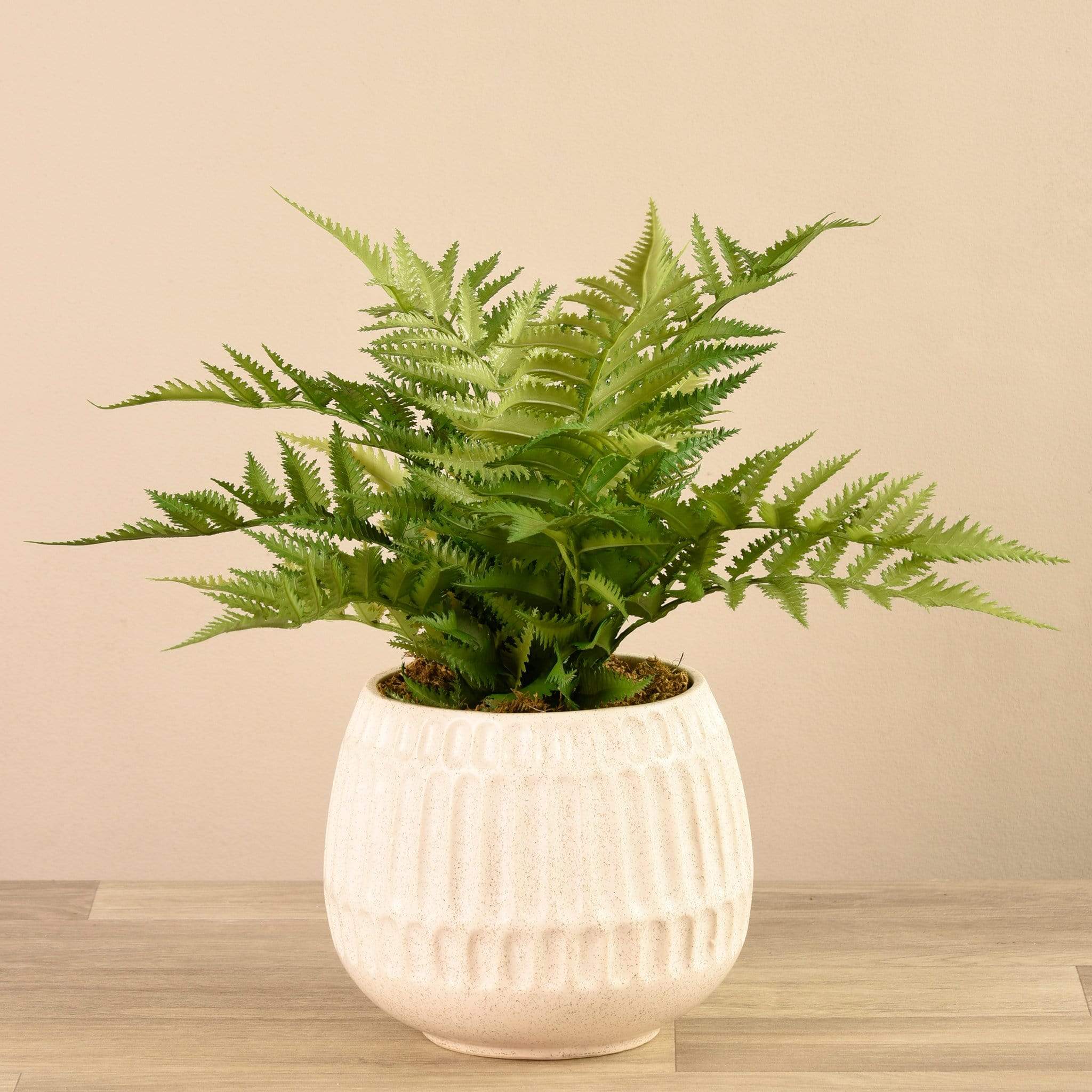 Potted Fern