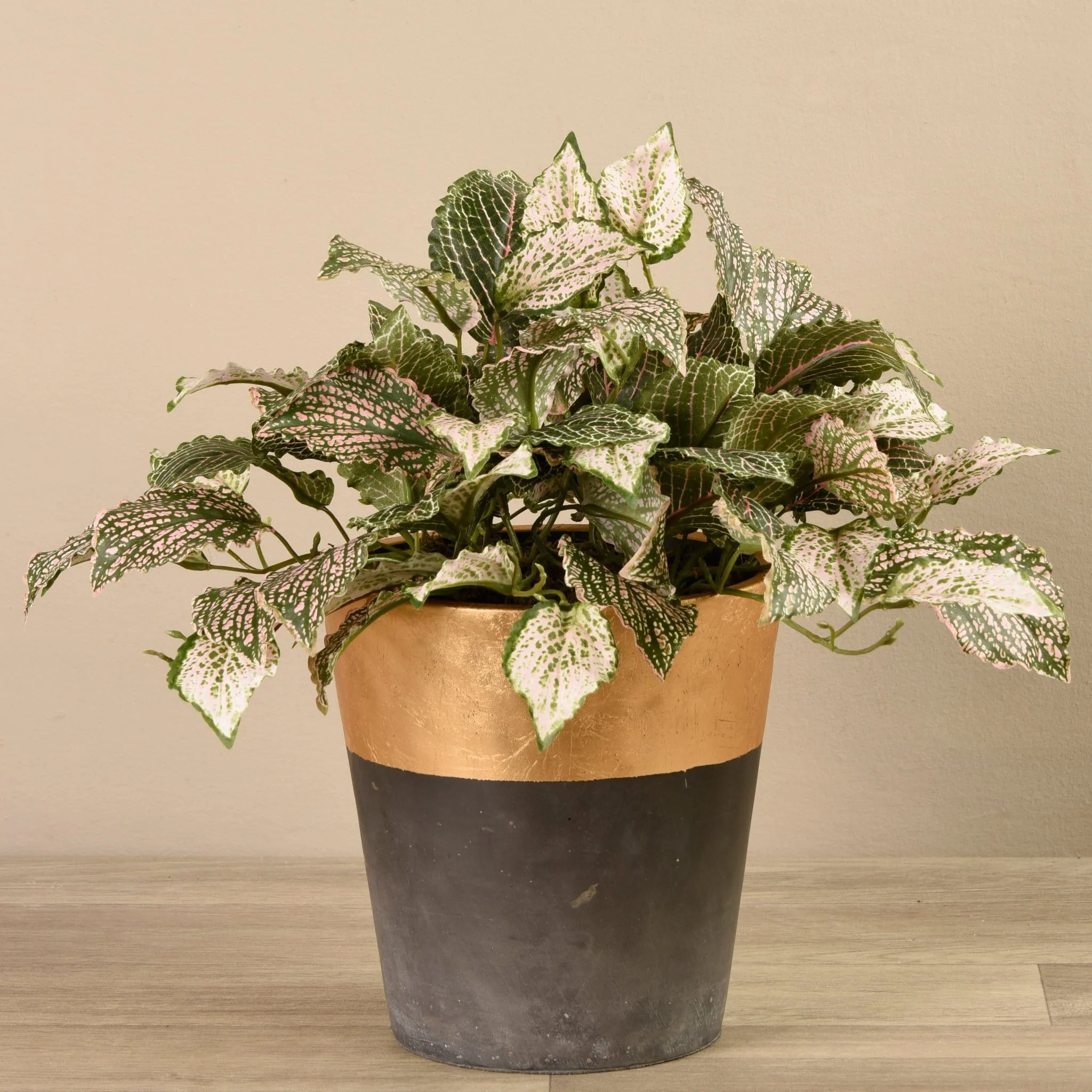 Potted Fittonia - Image 3