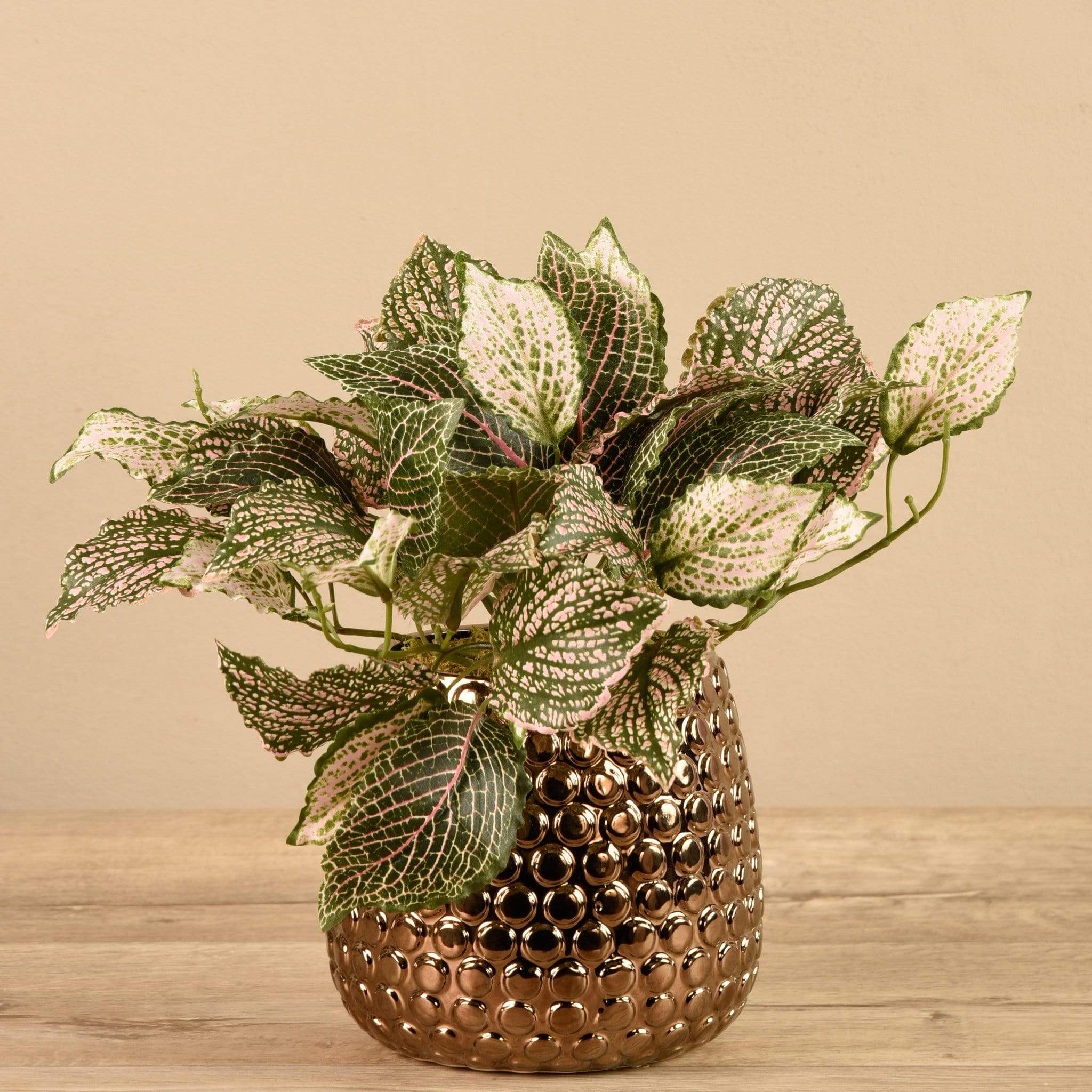 Potted Fittonia