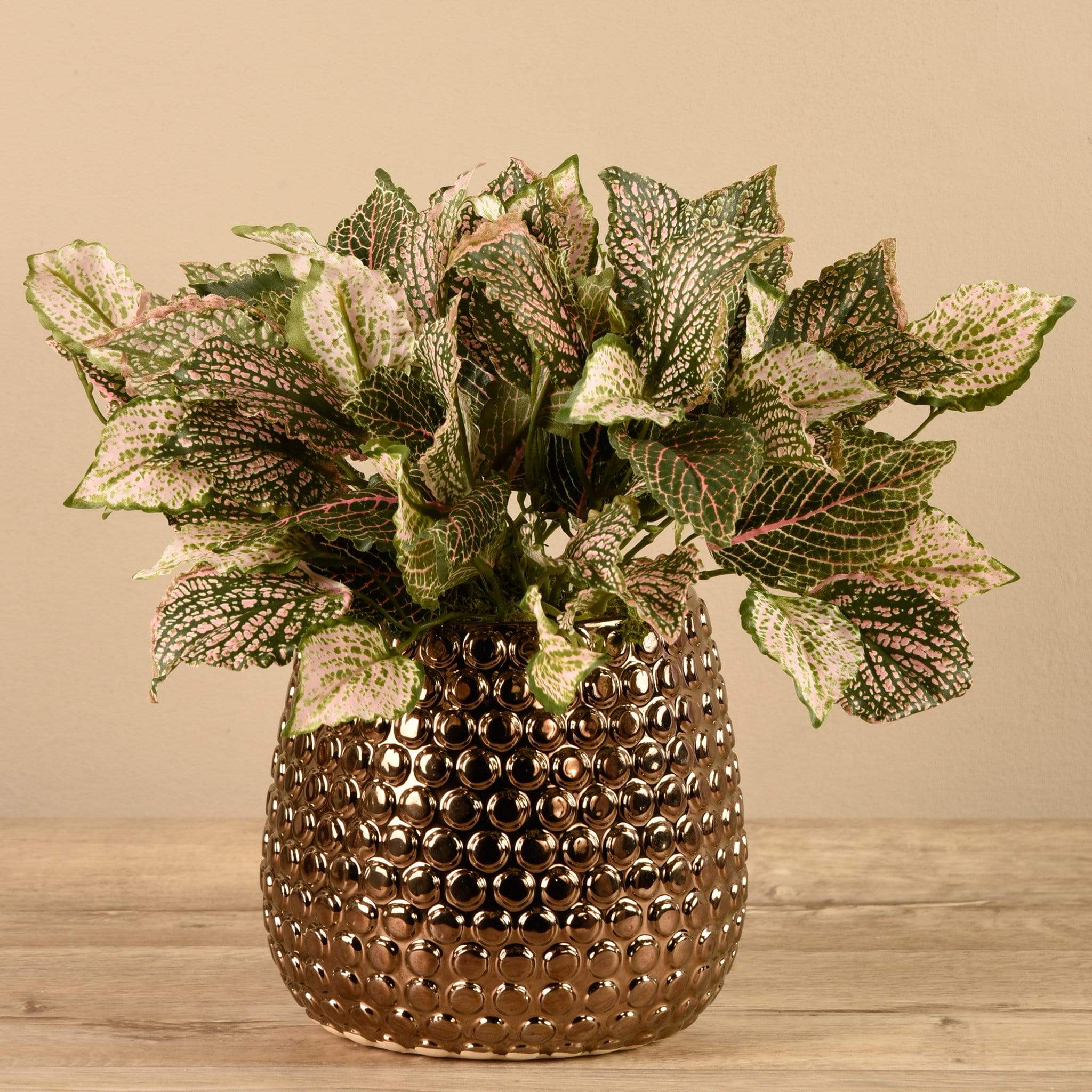 Potted Fittonia - Image 2