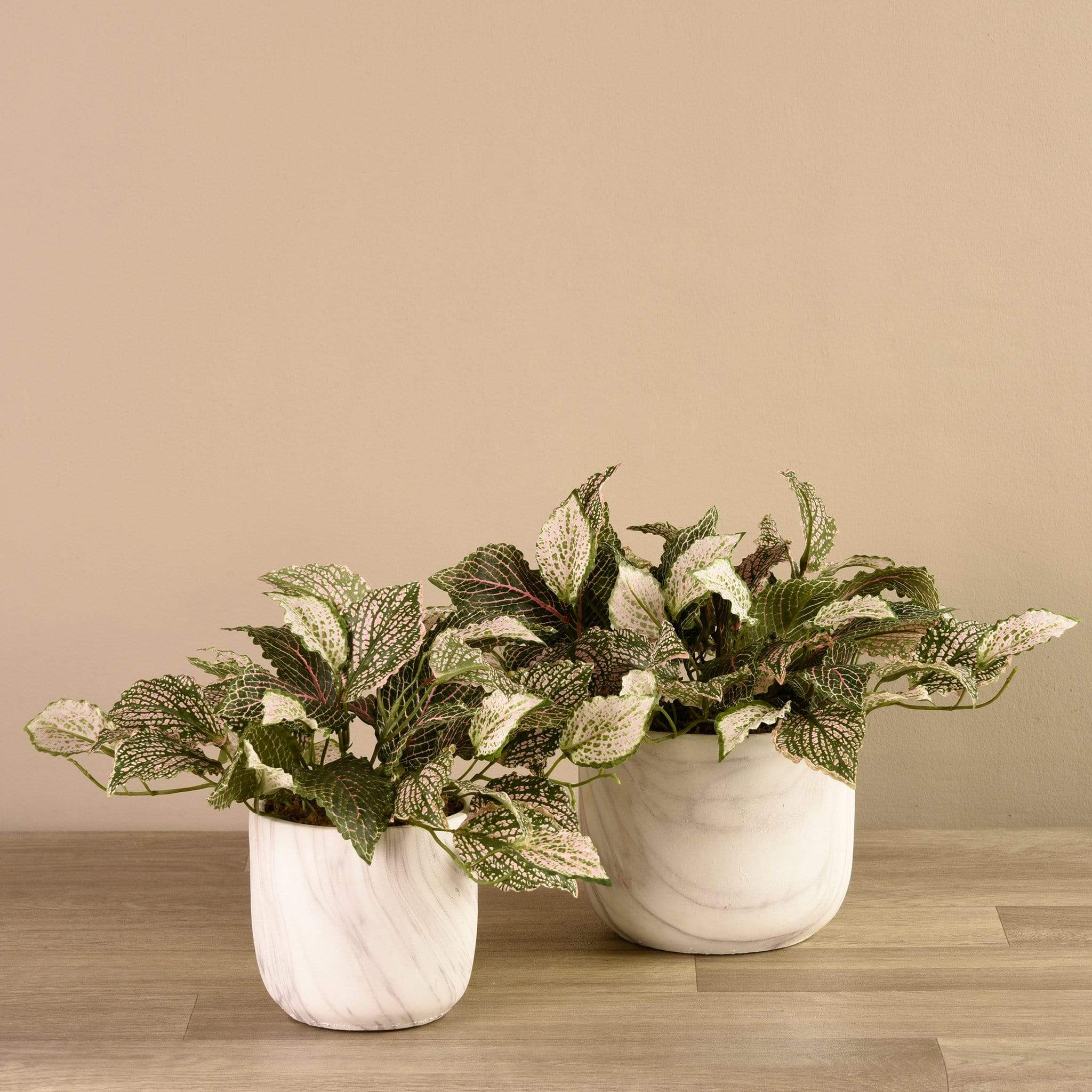 Potted Fittonia