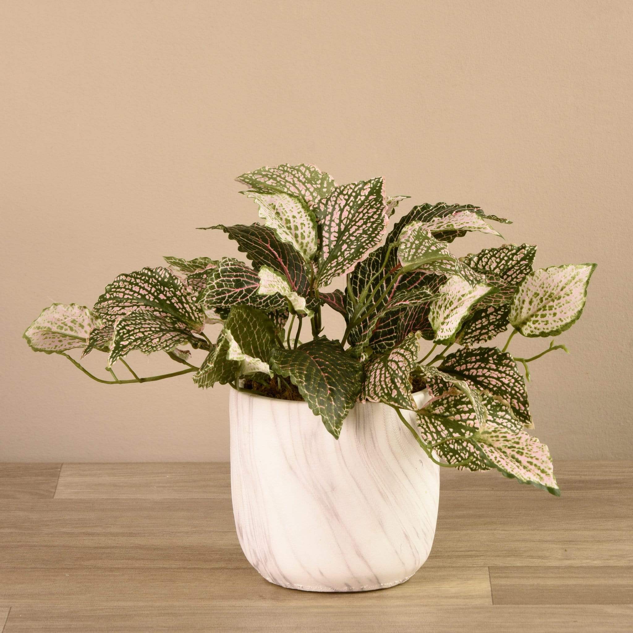 Potted Fittonia - Image 2