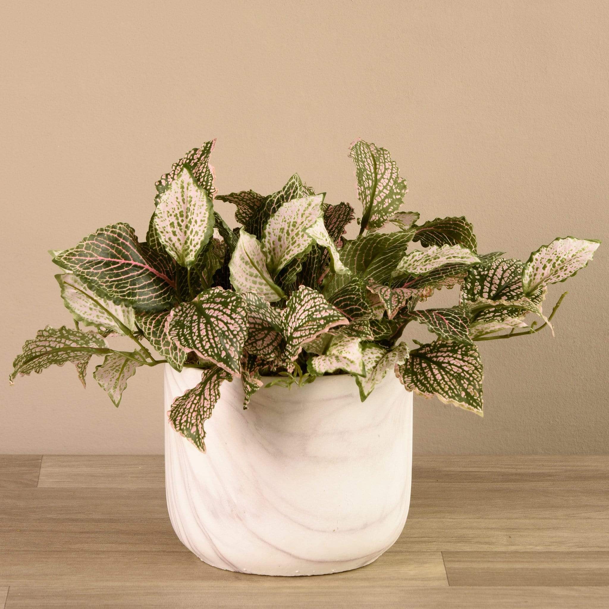 Potted Fittonia - Image 3