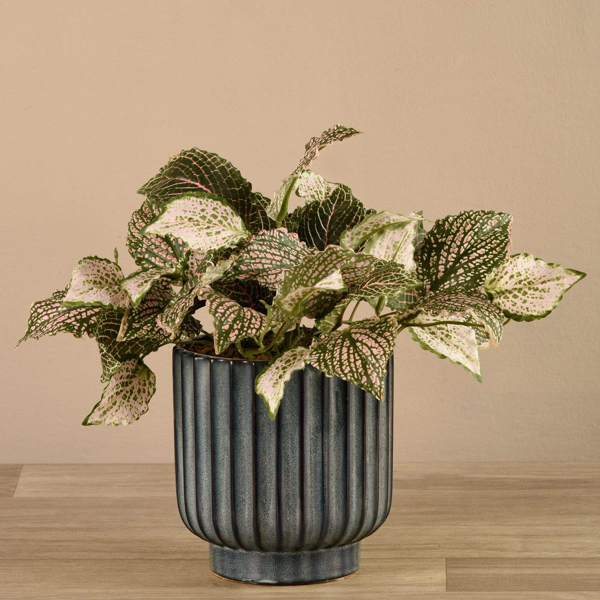 Potted Fittonia - Image 2