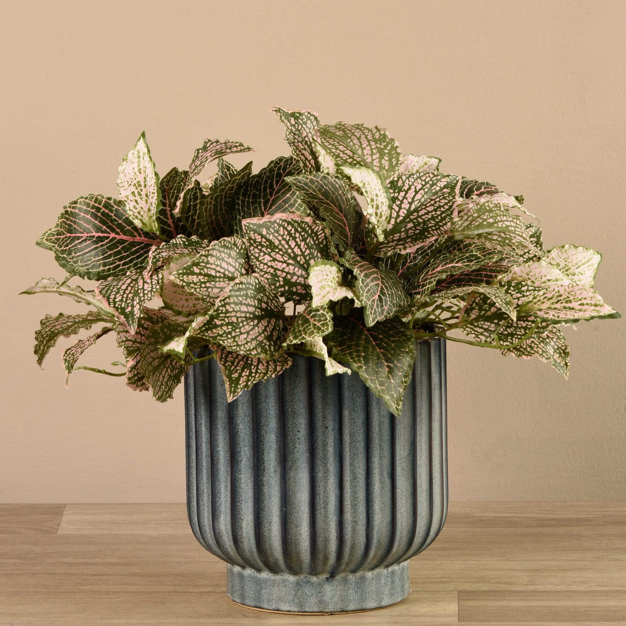 Potted Fittonia - Image 3