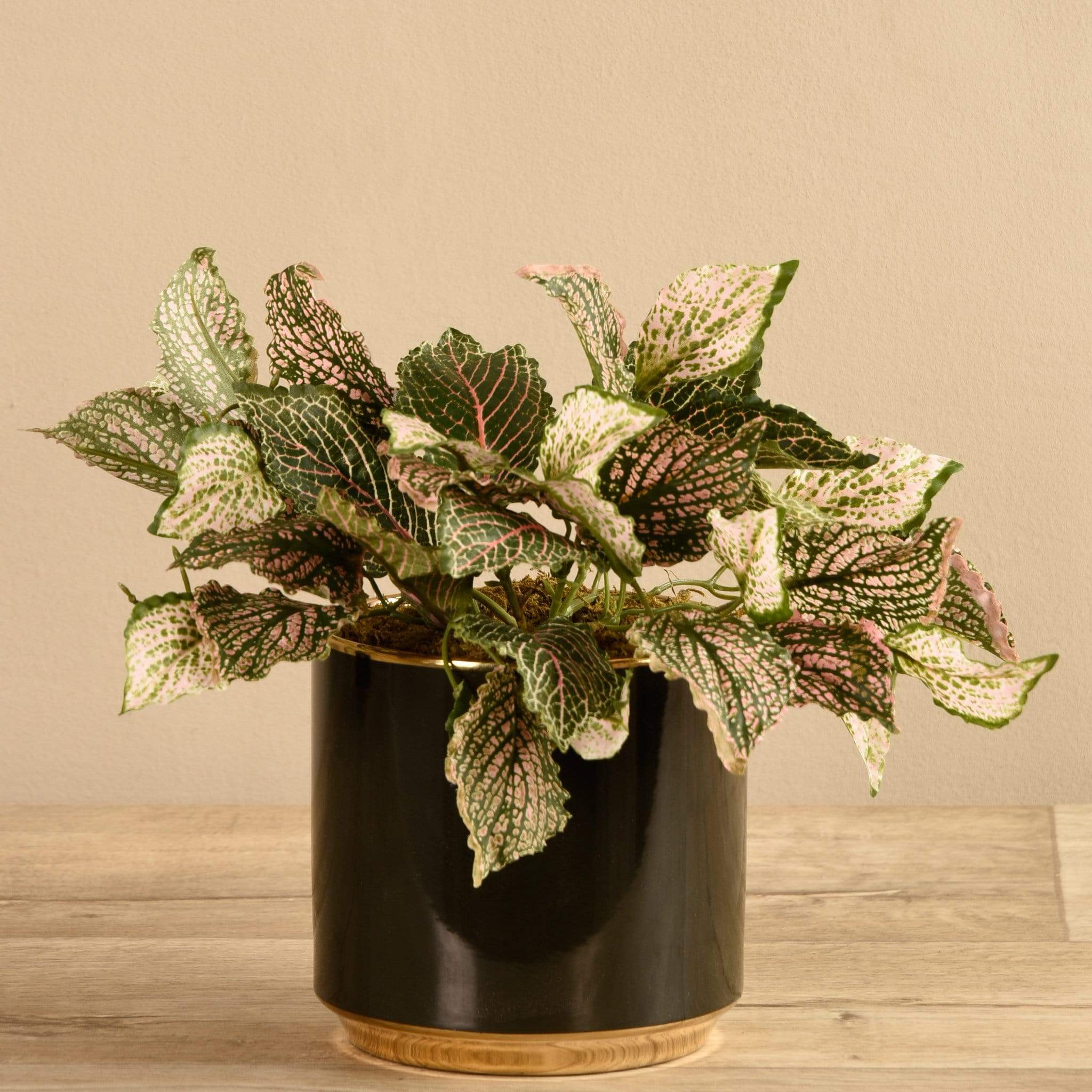 Artificial Potted Fittonia - Image 2