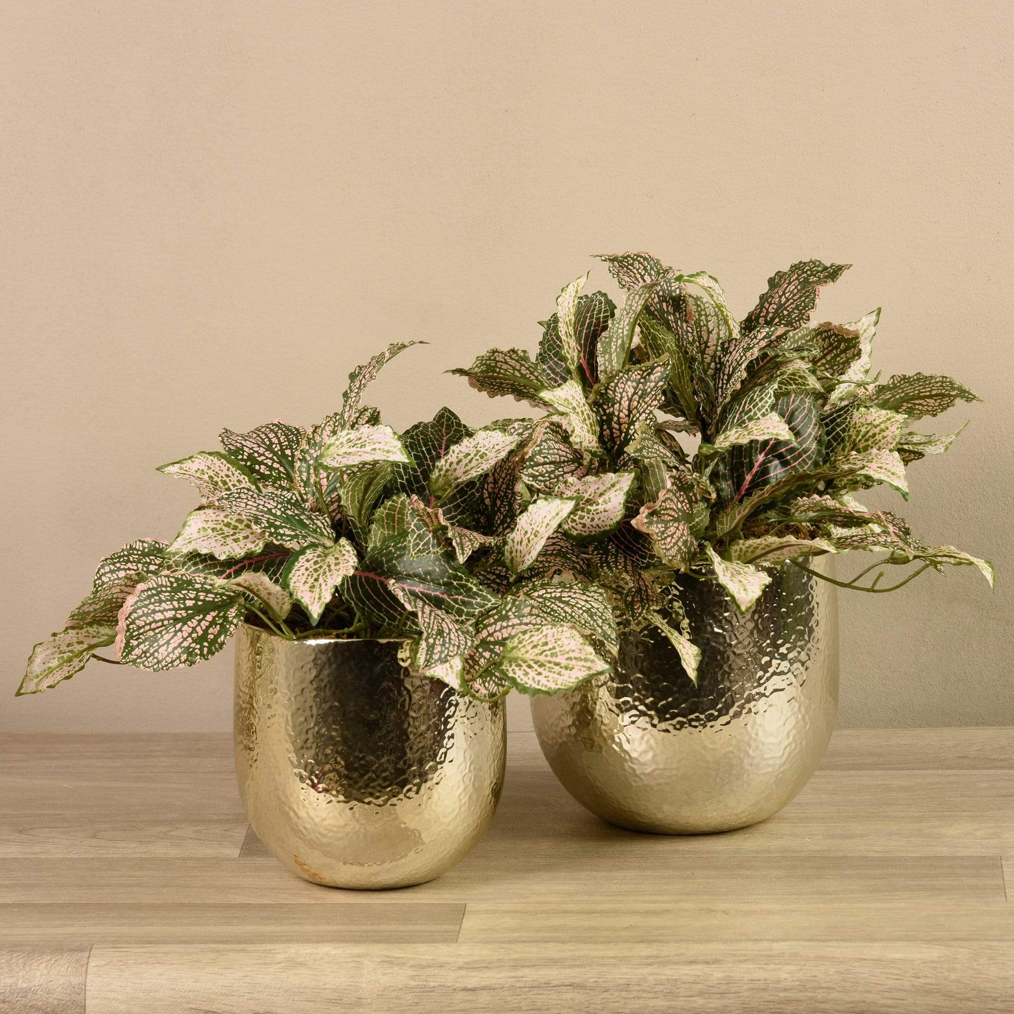 Potted Fittonia